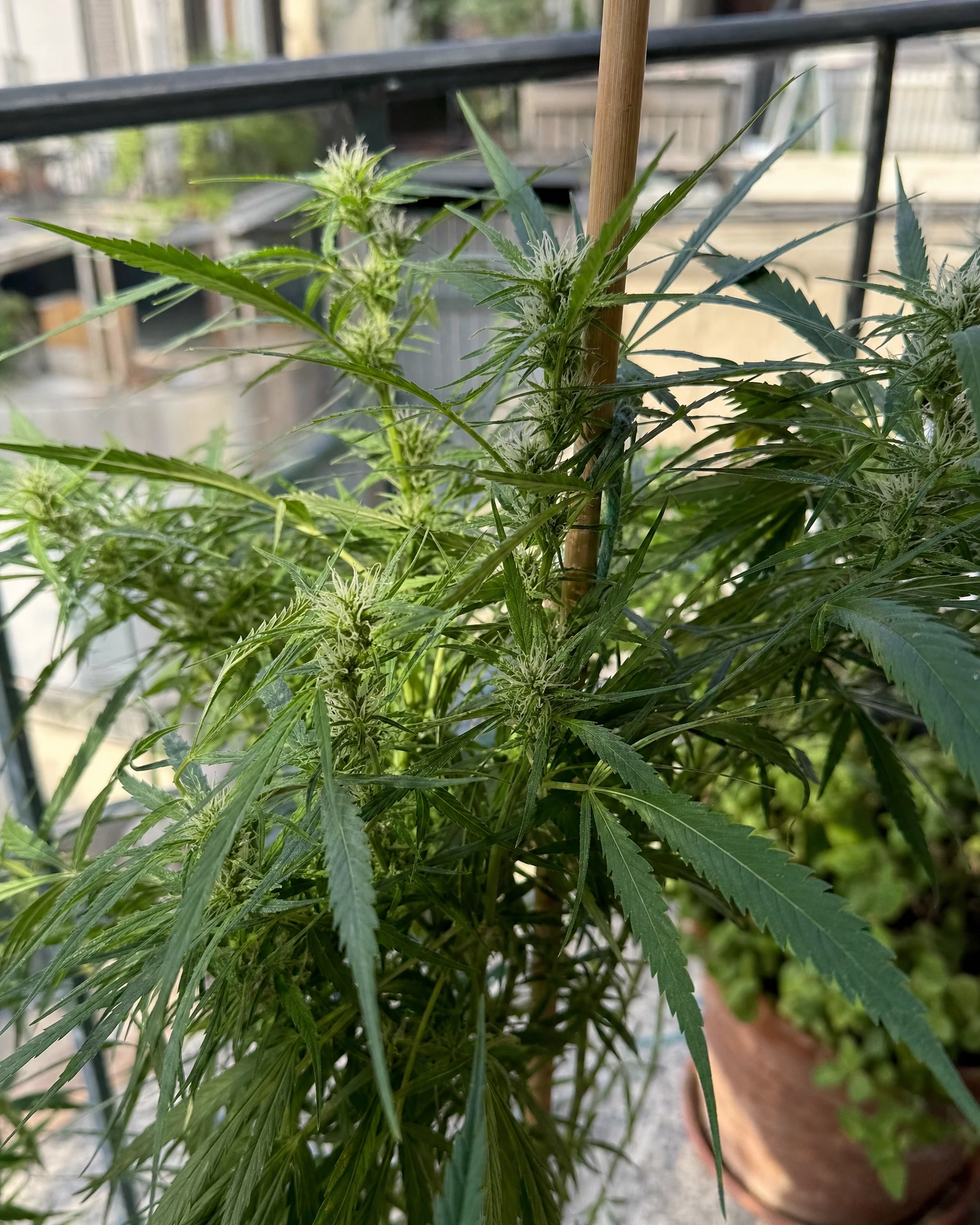 Dinamed CBD Autoflower in der frühen Blütephase