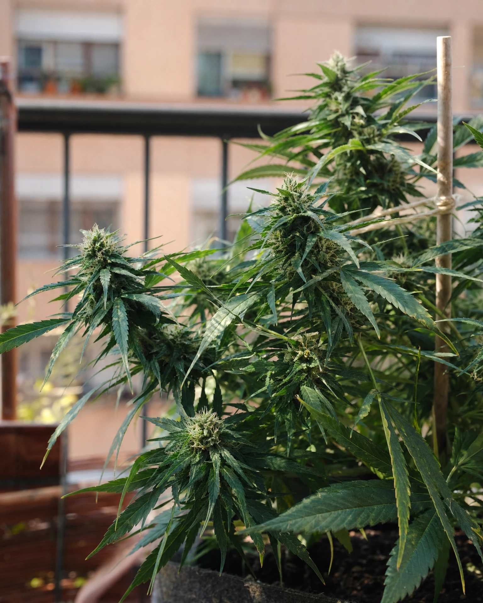 Dinamed CBD Autoflower in der mittleren Blütephase