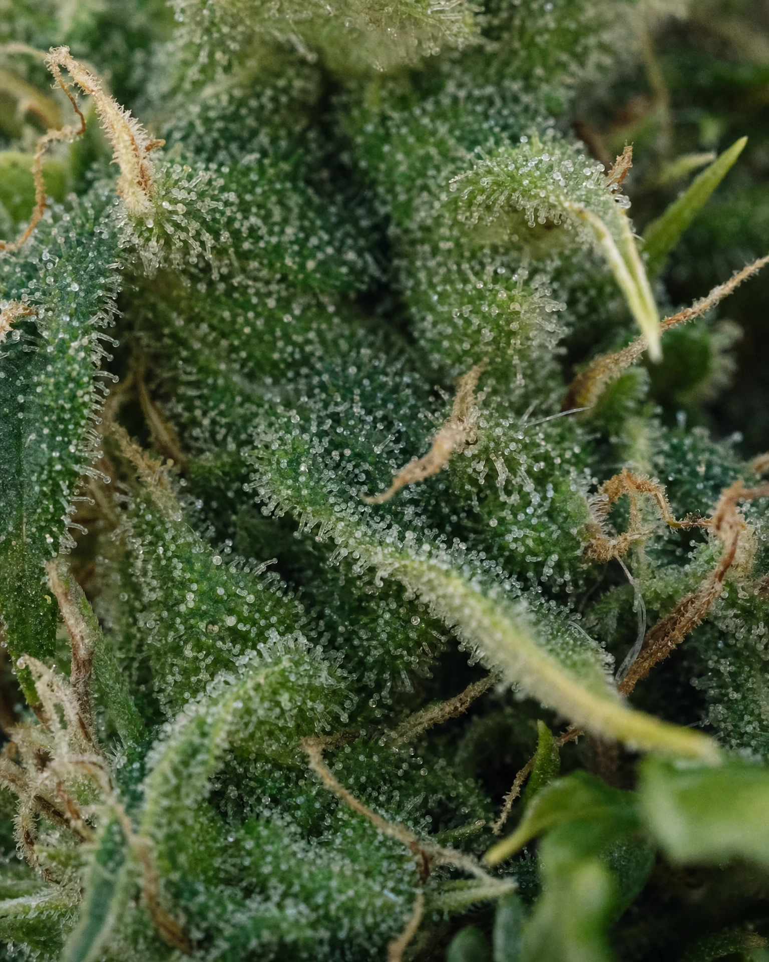 Trichome der Cannabissorte Dinamed CBD Autoflower in Nahaufnahme