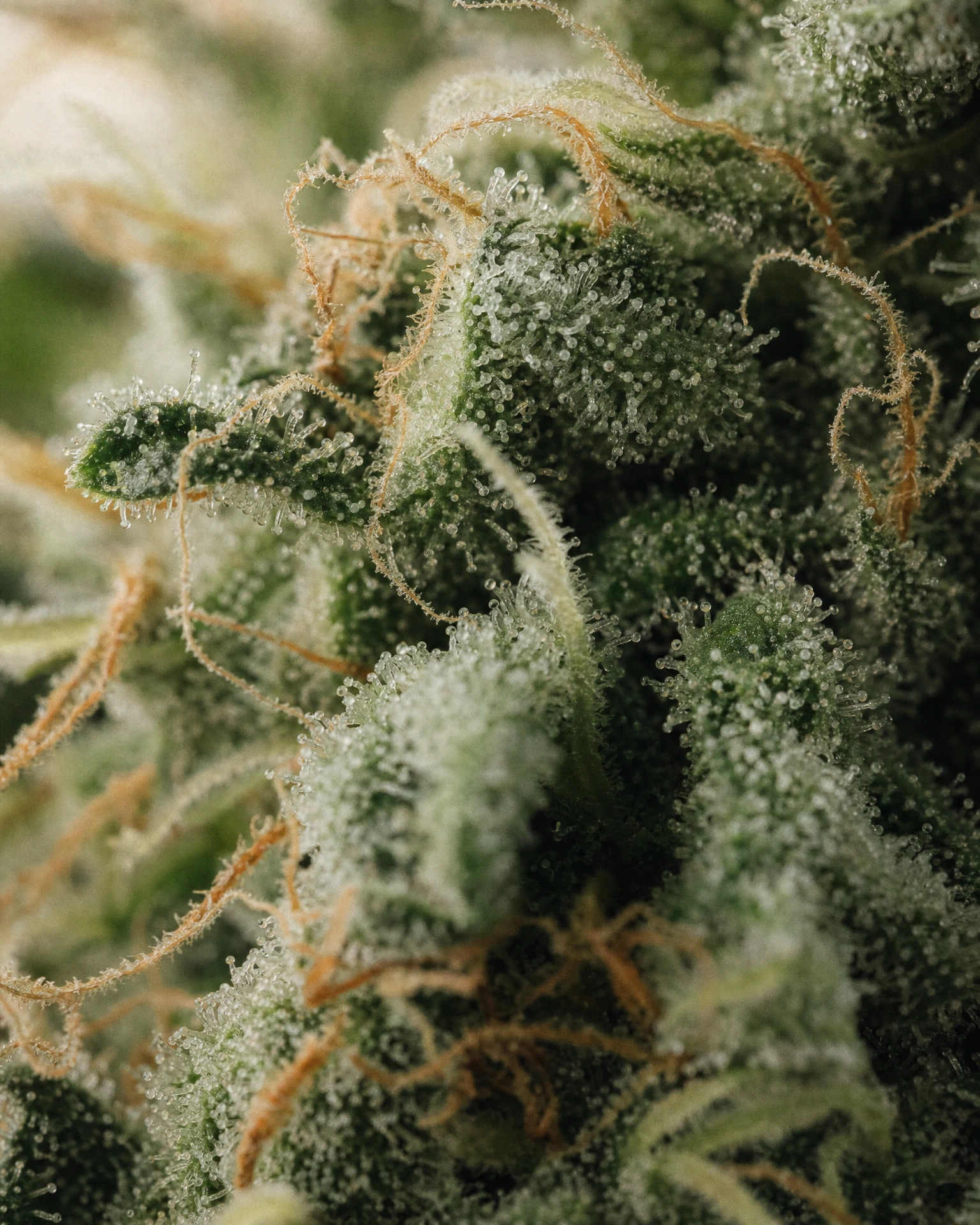 Trichome der Cannabissorte Amnesia CBD in Nahaufnahme