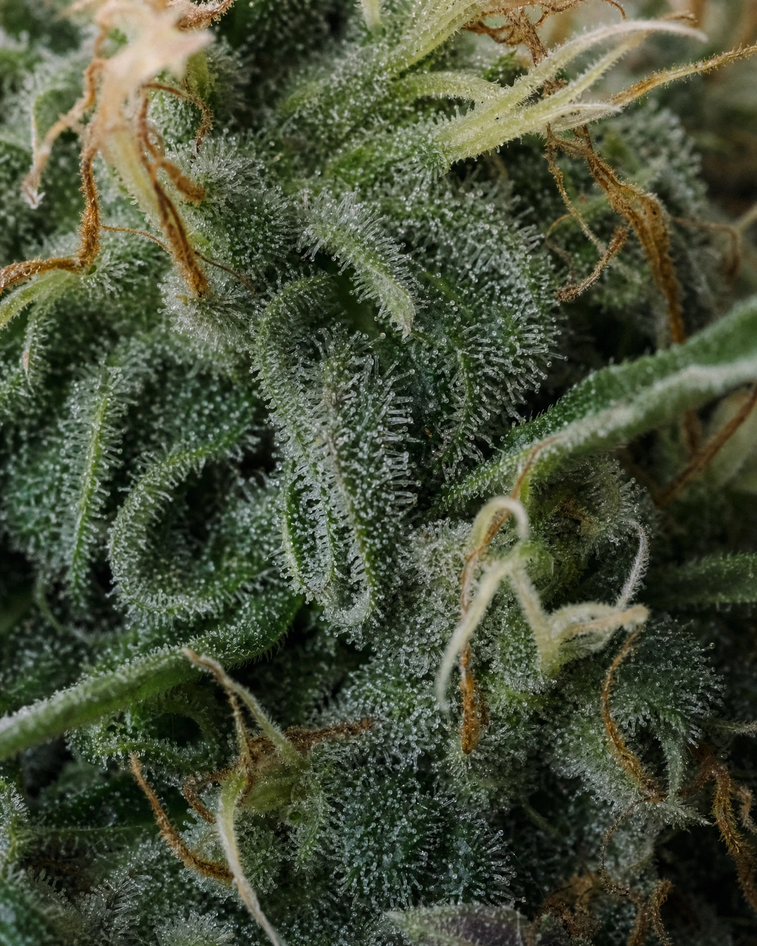 Trichome der Cannabissorte Critical Mass CBD Autoflower in Nahaufnahme