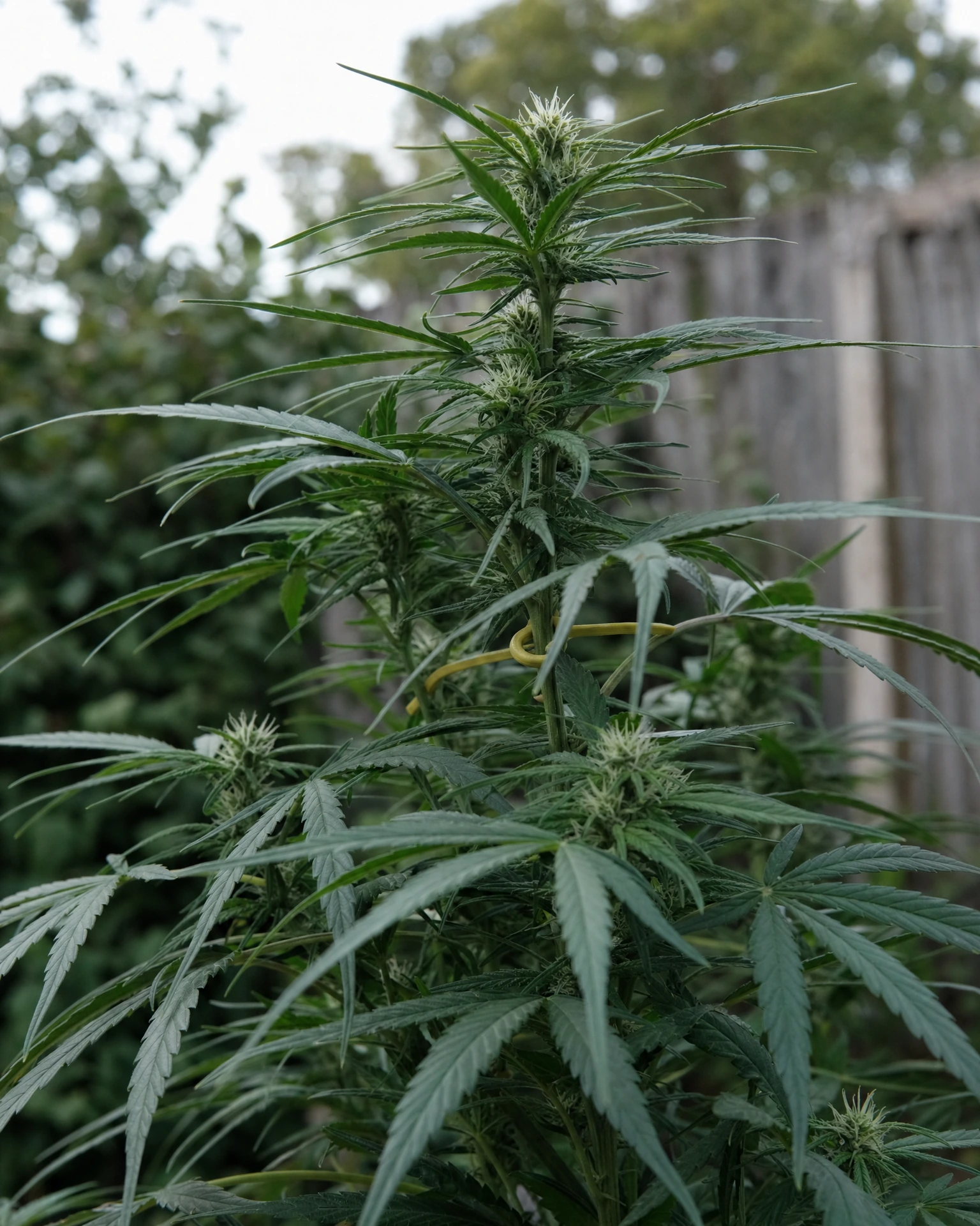 Amnesia CBD Fast Version in der frühen Blütephase