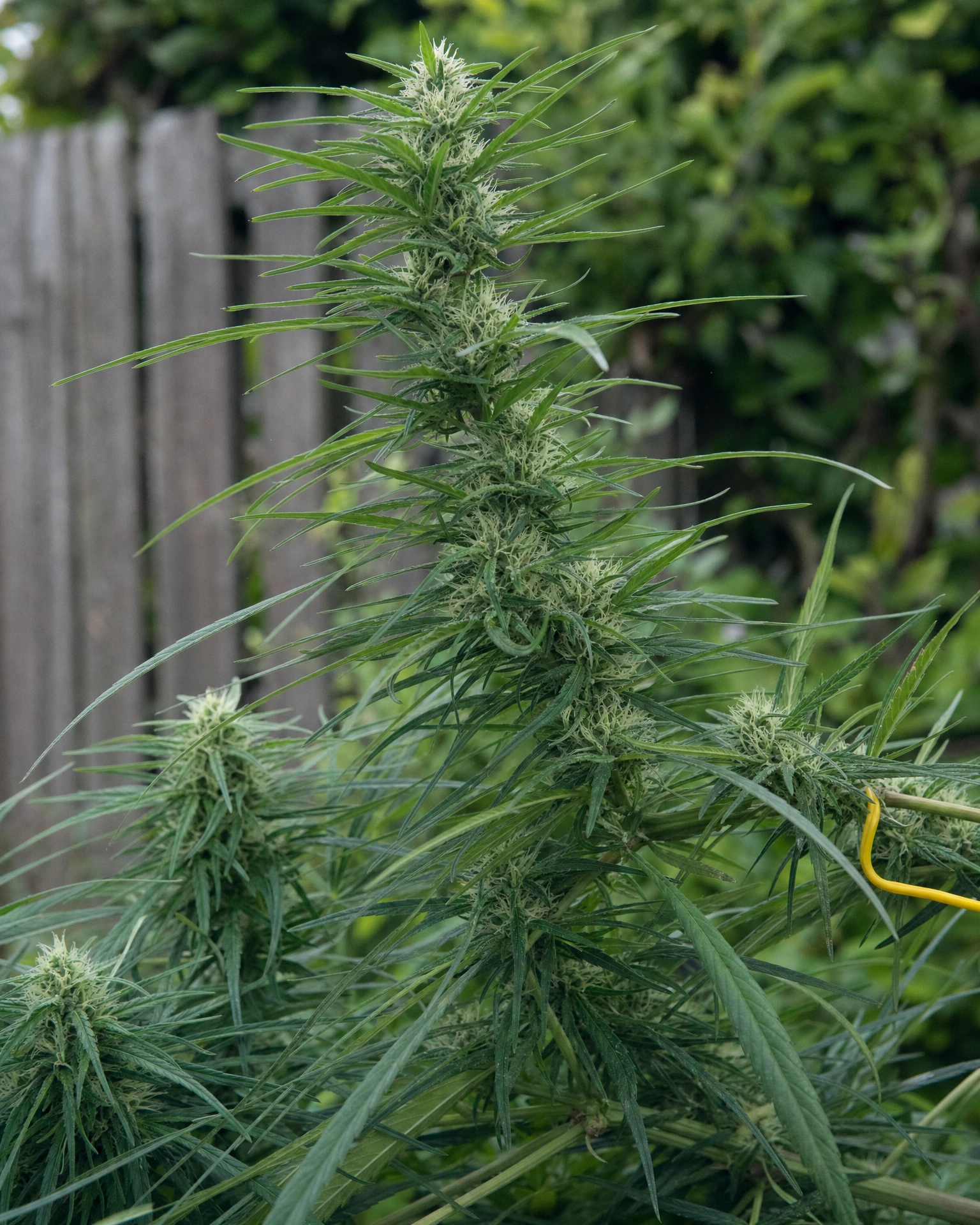 Amnesia CBD Fast Version in der mittleren Blütephase