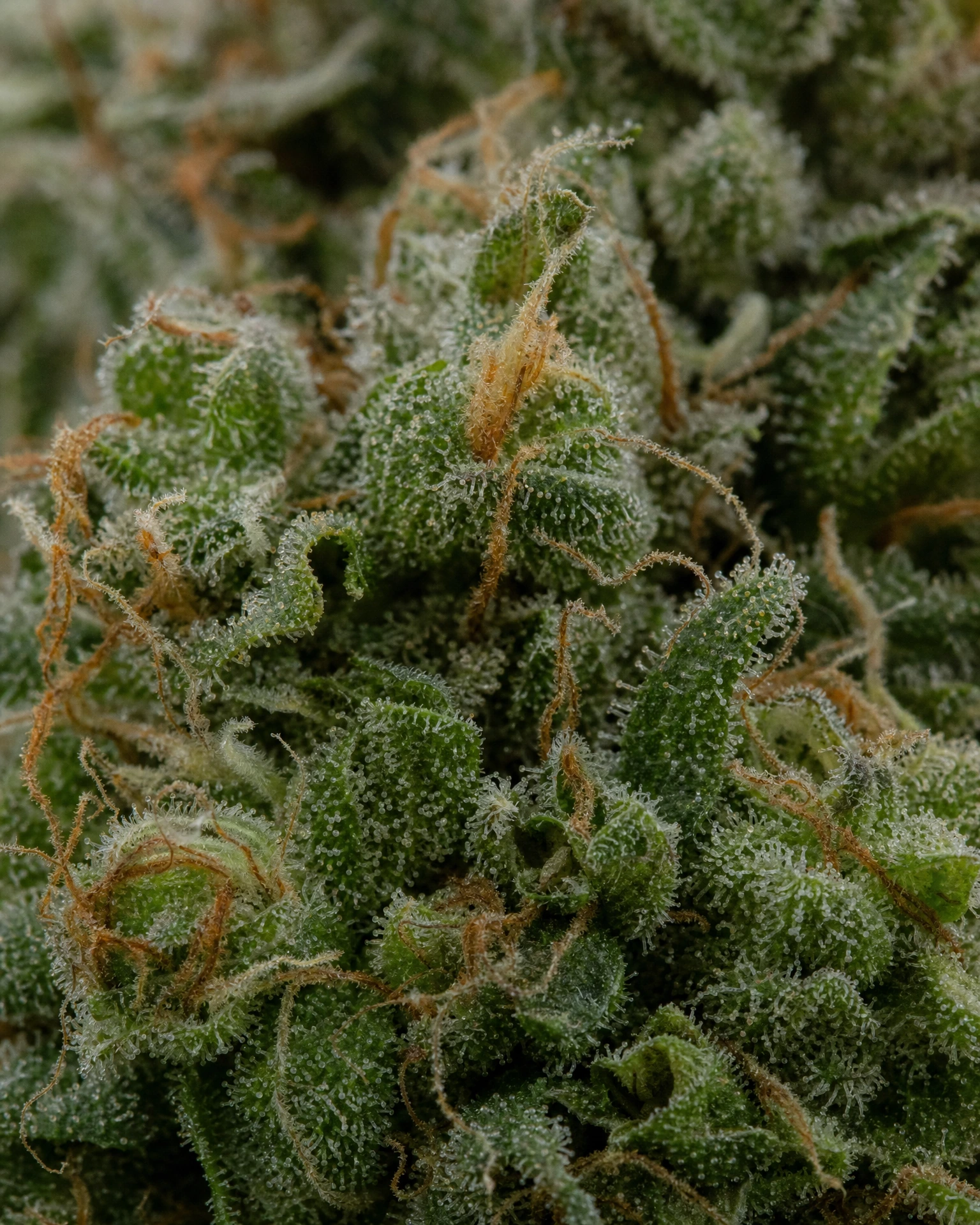 Trichome der Cannabissorte Amnesia CBD Fast Version in Nahaufnahme