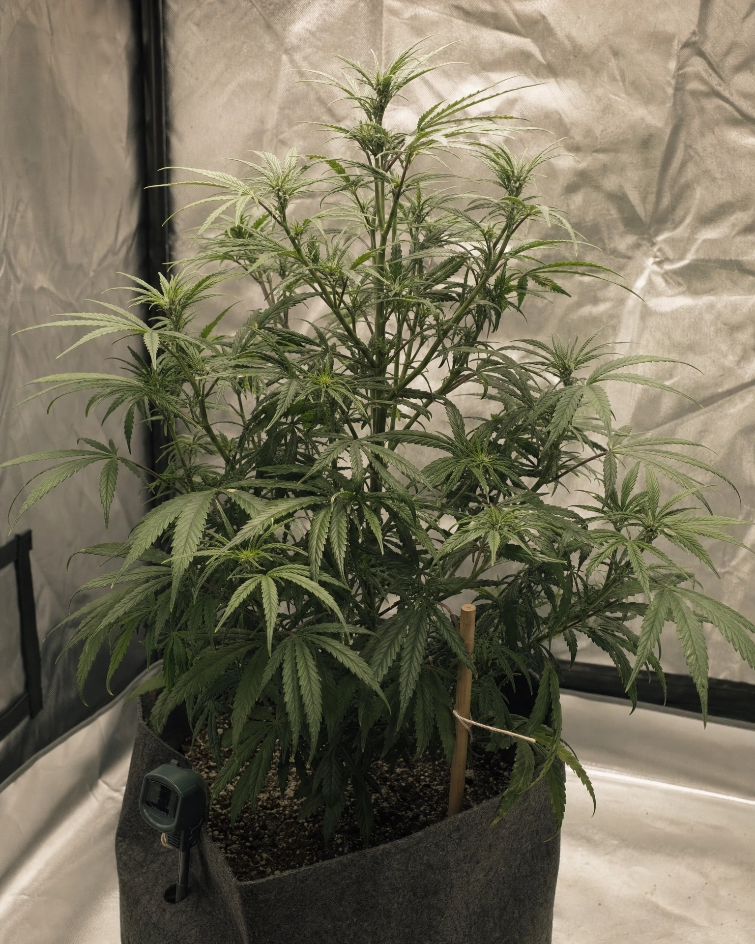 CBG Soul 15% in der vegetativen Wachstumsphase