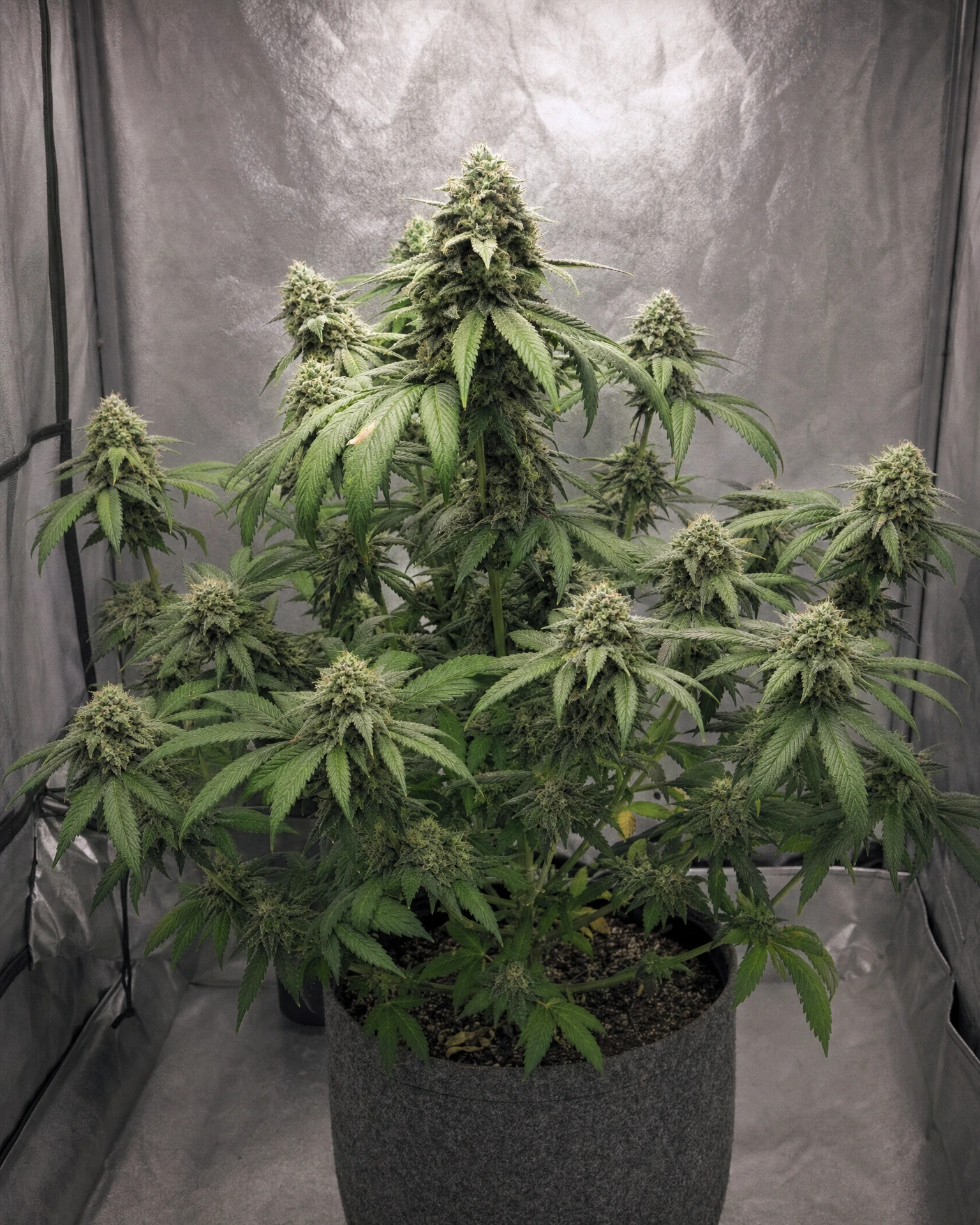 Ausgewachsene Cannabispflanze der Sorte CBG Soul 15%