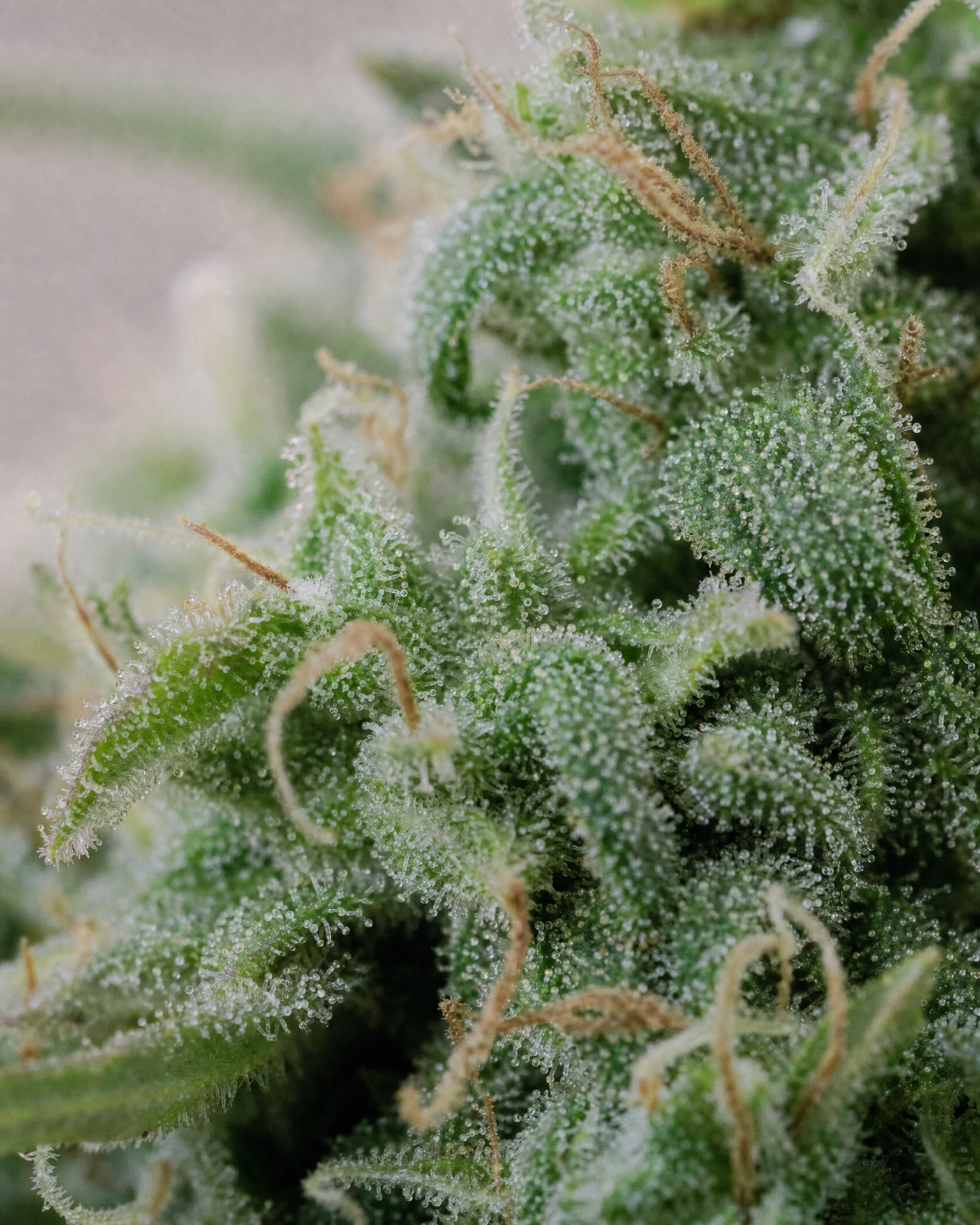 Trichome der Cannabissorte CBG Origin 12,7% in Nahaufnahme