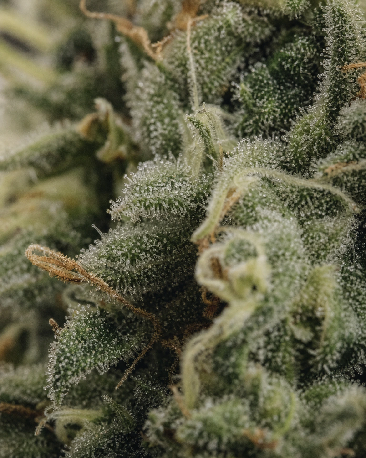 Trichome der Cannabissorte White CBG in Nahaufnahme