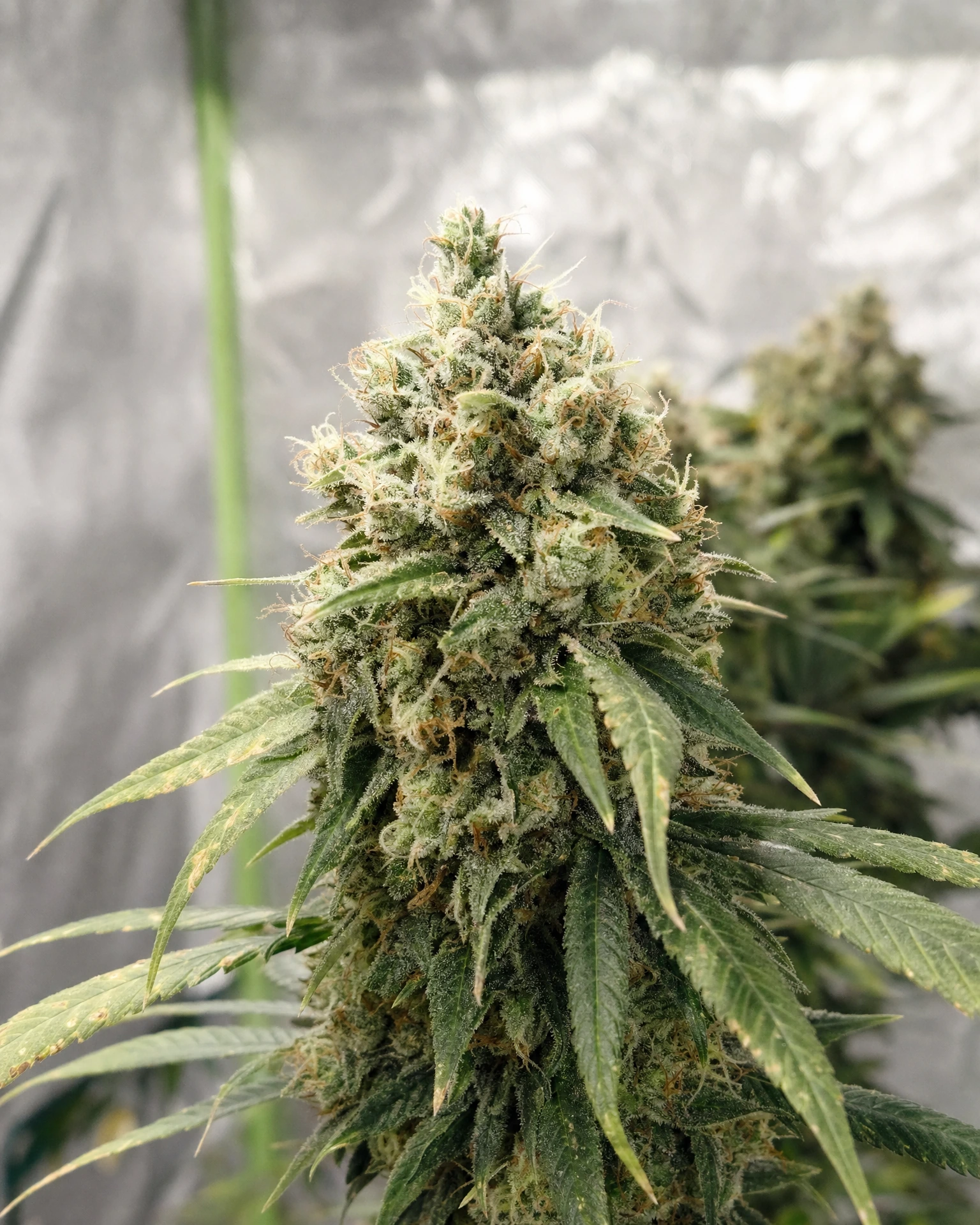 Blühende Cannabispflanze der Sorte CBG Cookies