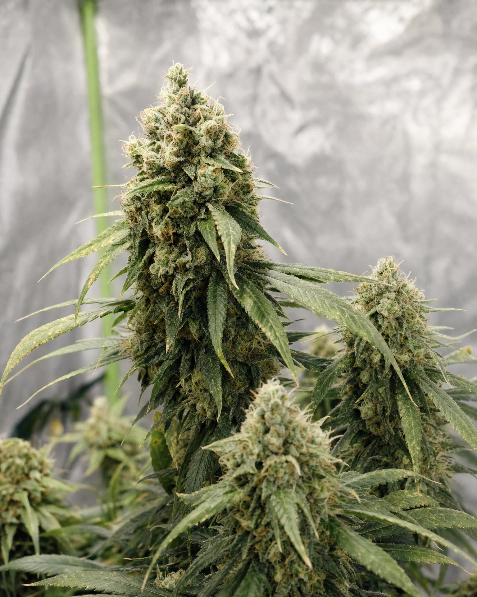 Ausgereifte Cannabispflanze der Sorte CBG Cookies aus einem zweiten Blickwinkel
