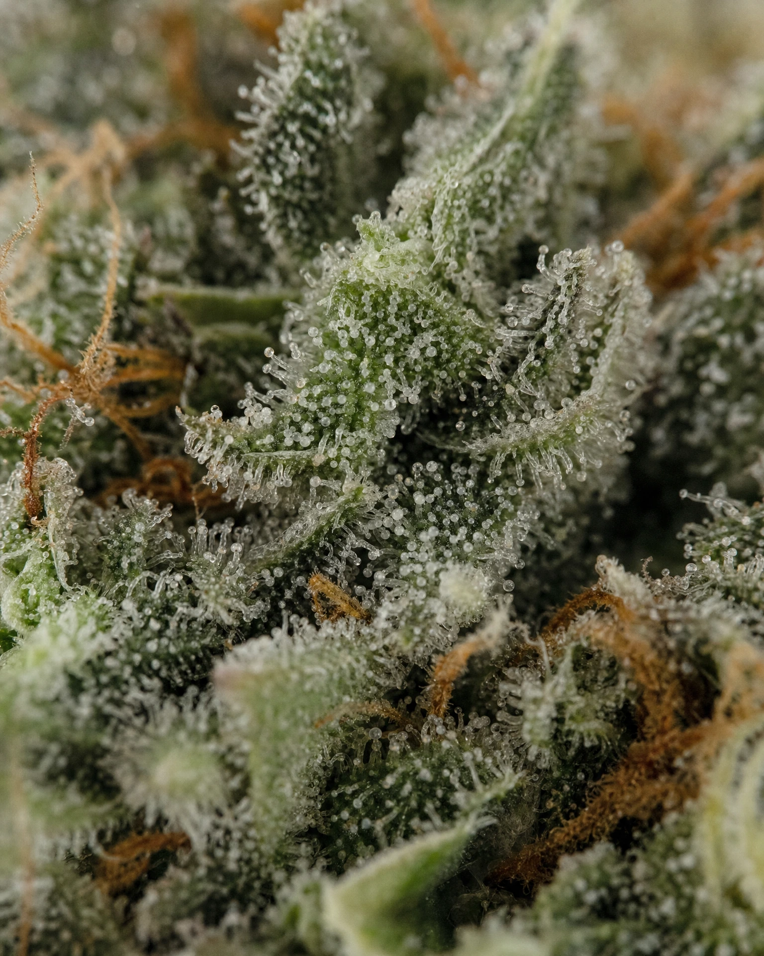 Trichome der Cannabissorte CBG Cookies in Nahaufnahme