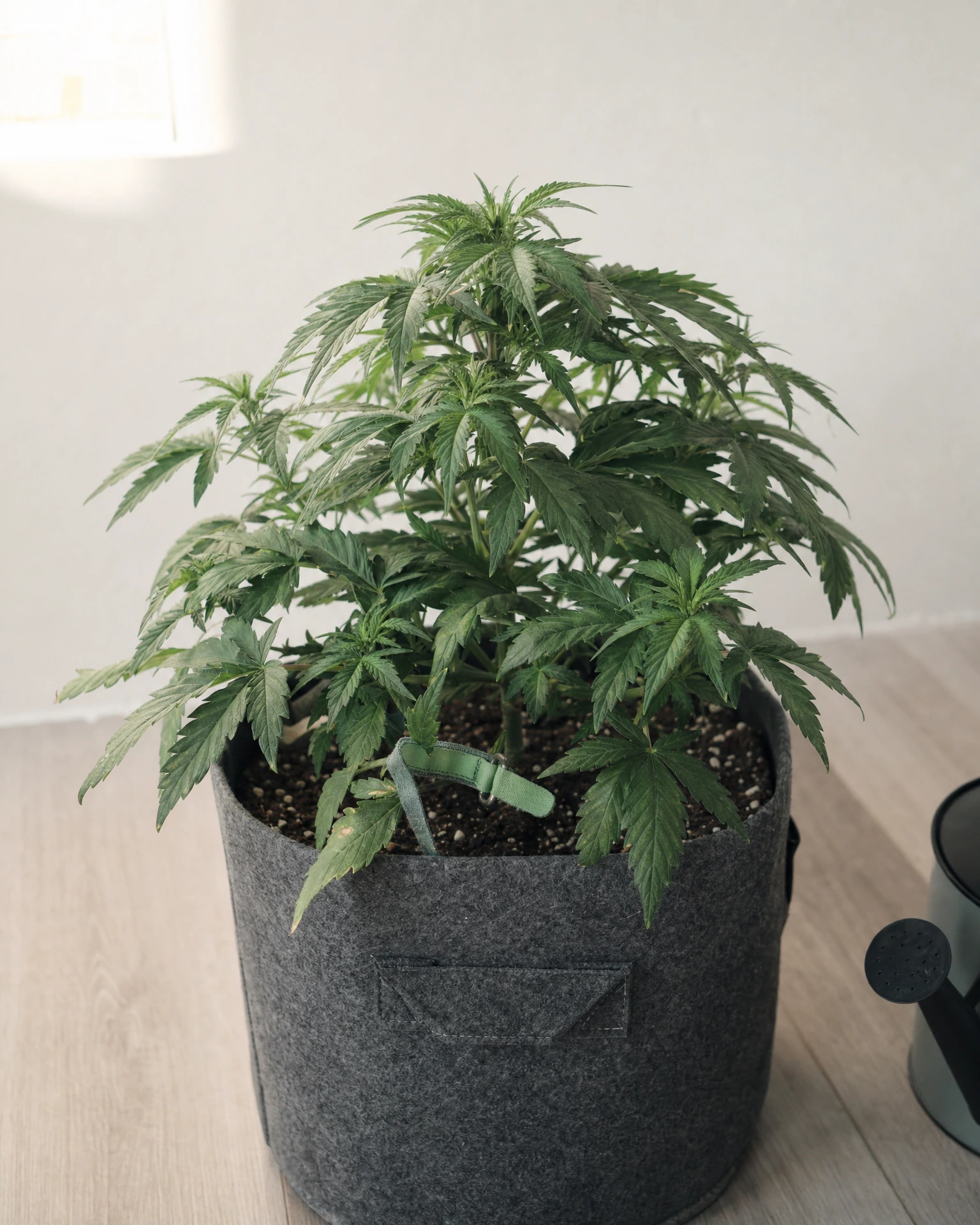 CBG Citrus Ginger Autoflower in der vegetativen Wachstumsphase