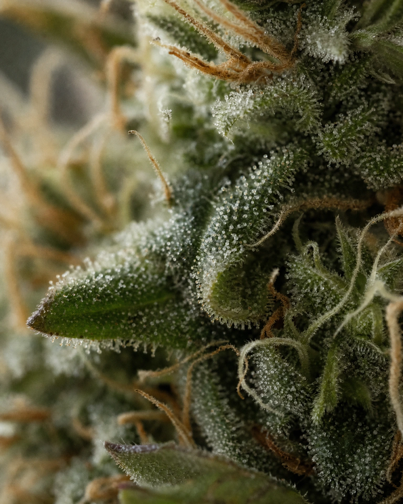 Trichome der Cannabissorte CBG Citrus Ginger Autoflower in Nahaufnahme