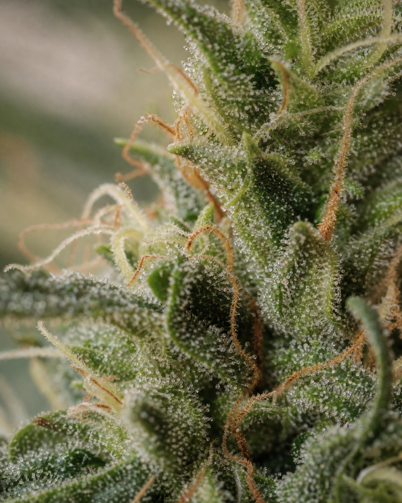 Trichome der Cannabissorte Doug's Varin in Nahaufnahme