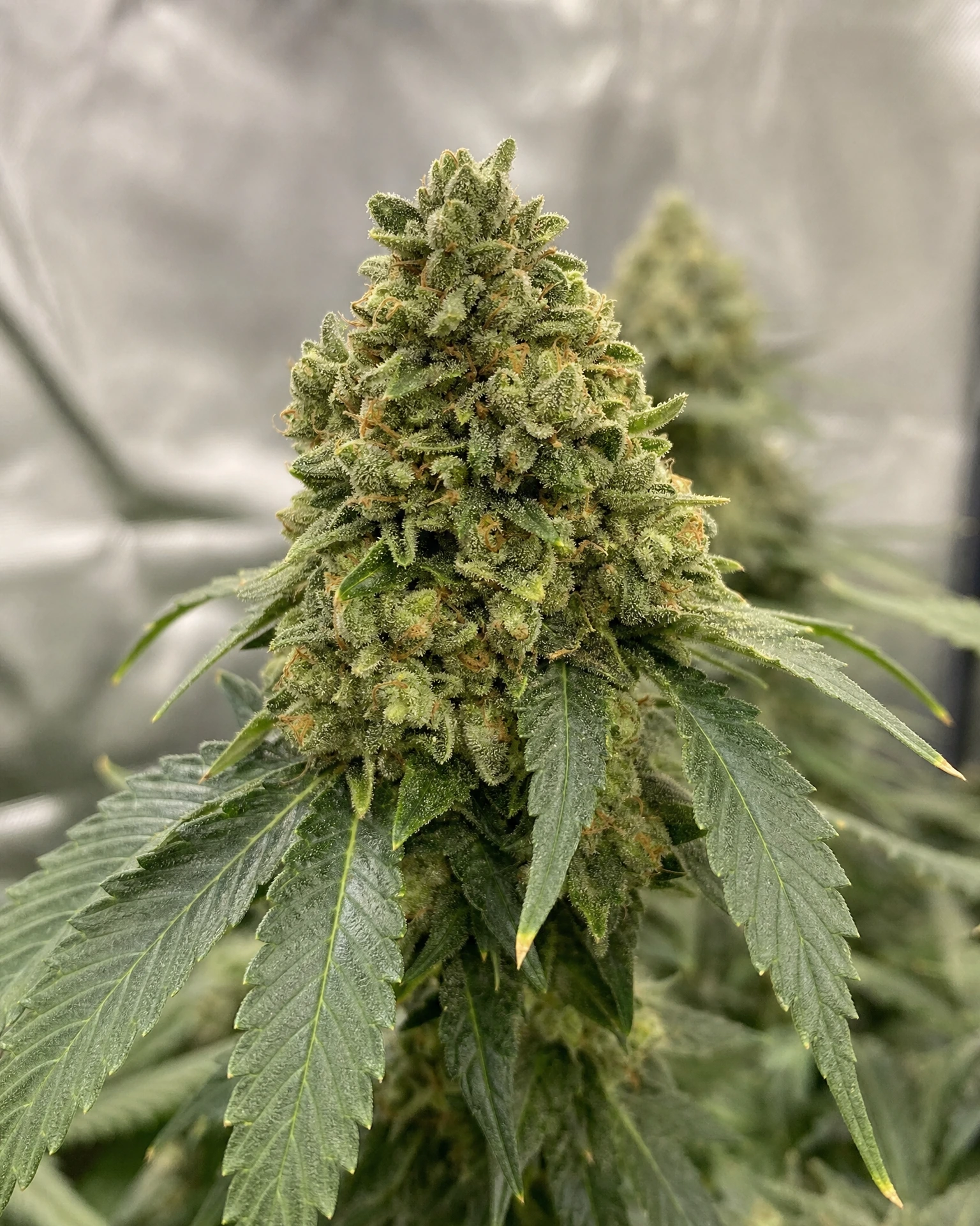 Blühende Cannabispflanze der Sorte OG Kush Triploid