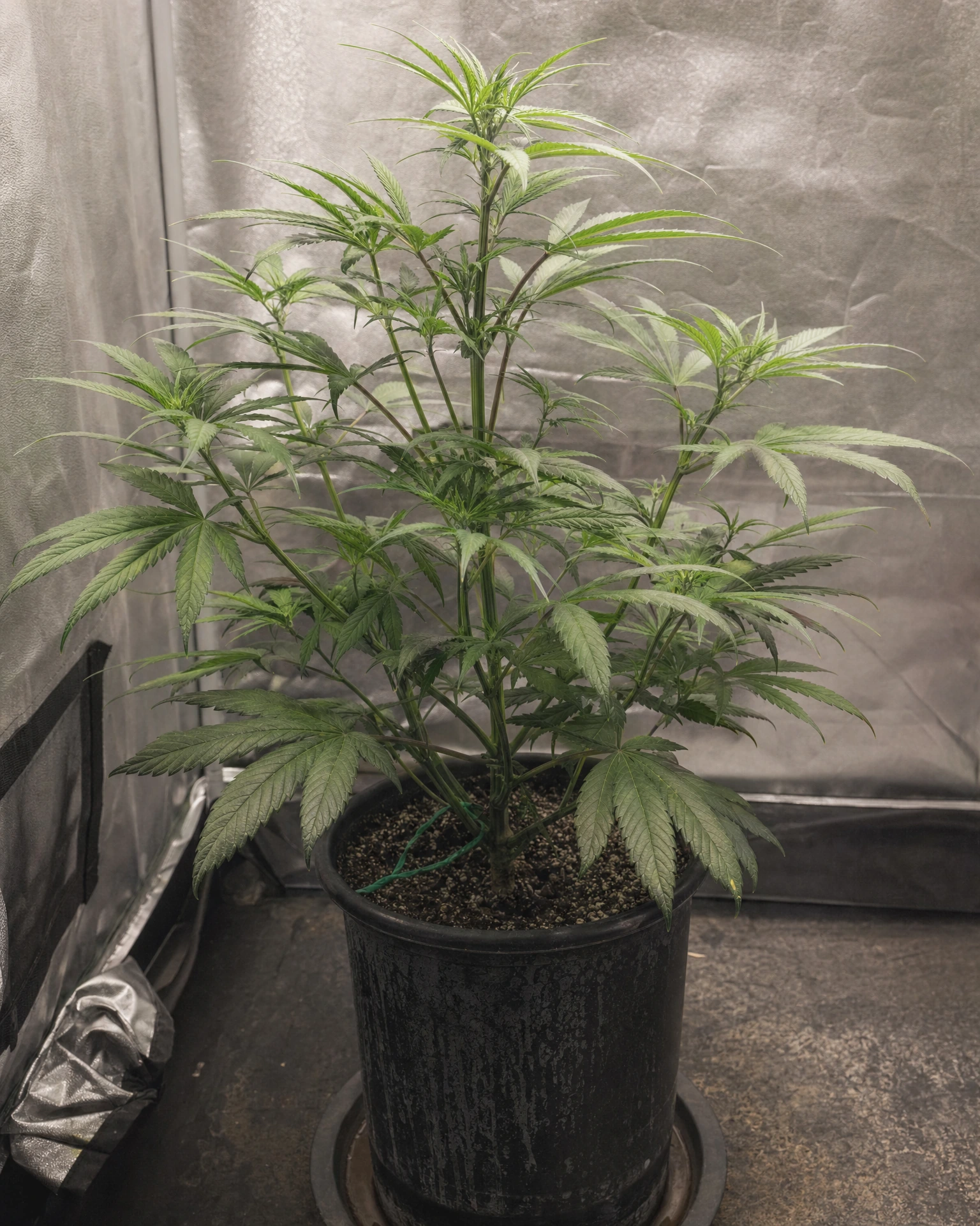 OG Kush Triploid in der vegetativen Wachstumsphase