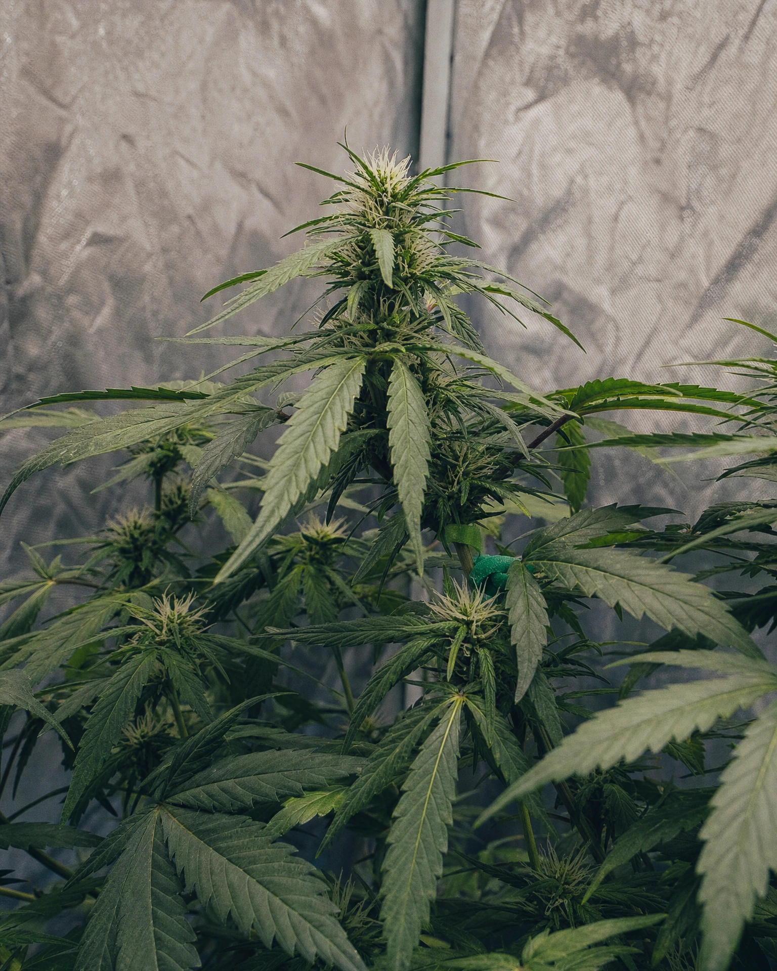 OG Kush Triploid in der frühen Blütephase