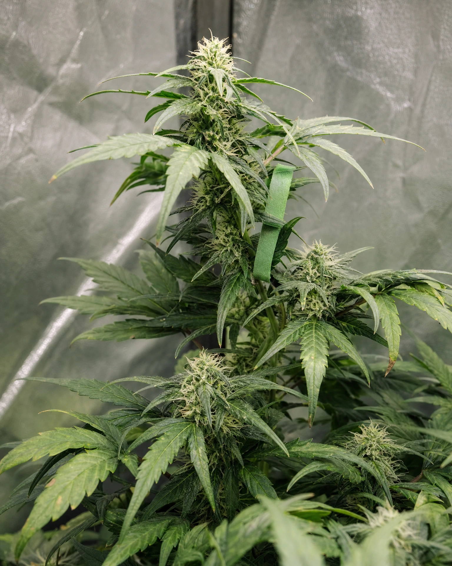 OG Kush Triploid in der mittleren Blütephase