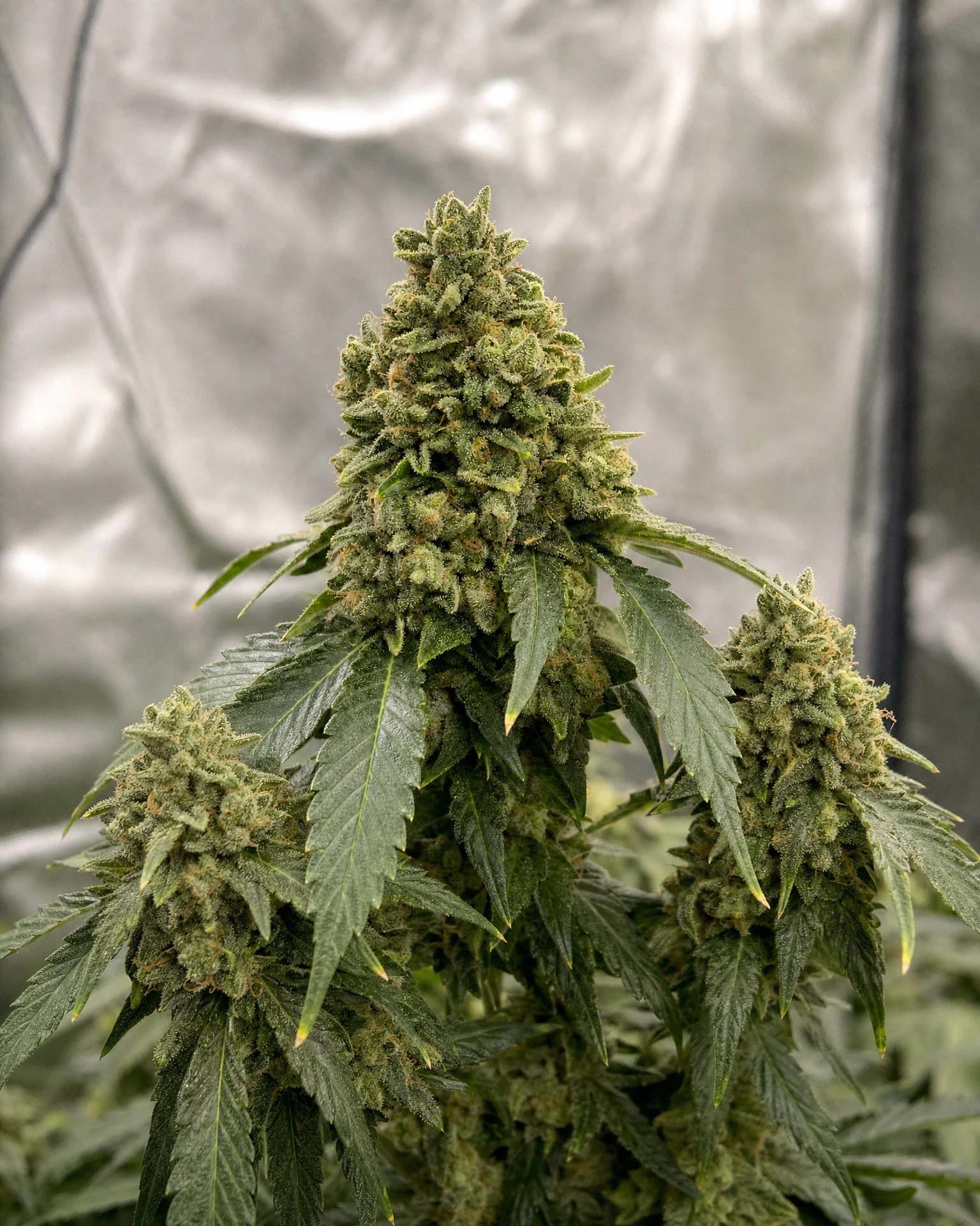 Ausgereifte Cannabispflanze der Sorte OG Kush Triploid aus einem zweiten Blickwinkel