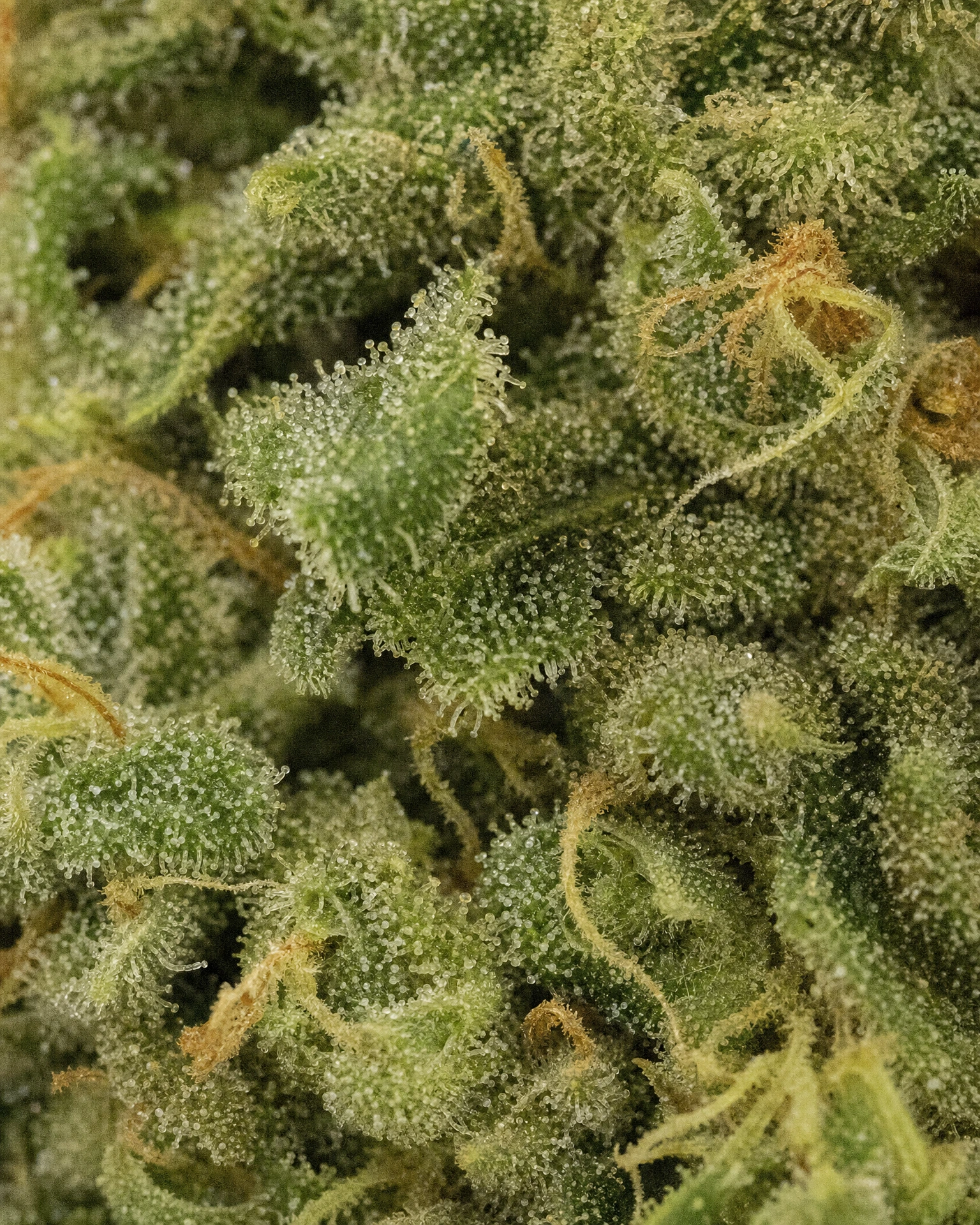 Trichome der Cannabissorte OG Kush Triploid in Nahaufnahme