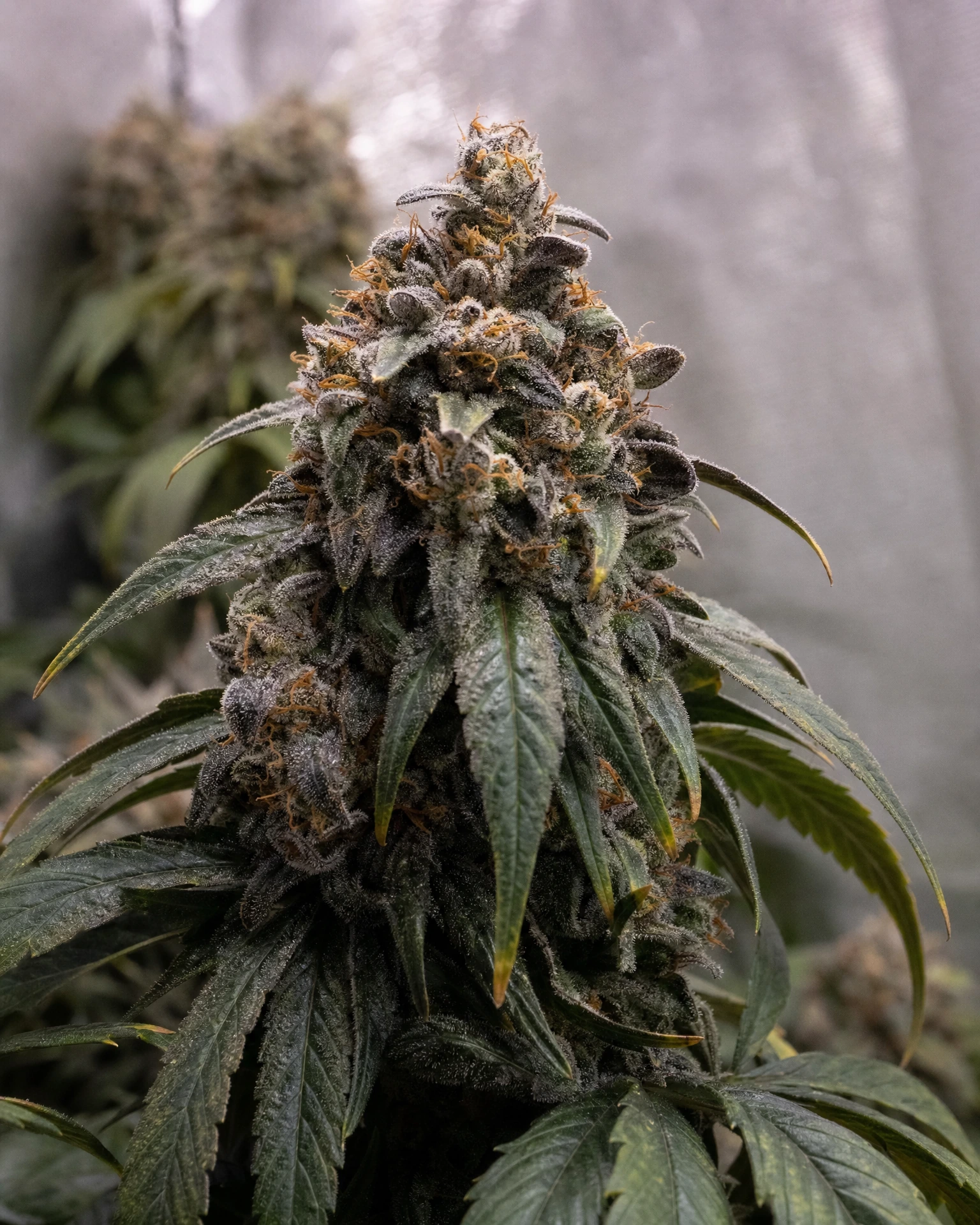 Blühende Cannabispflanze der Sorte Permanent Marker Triploid