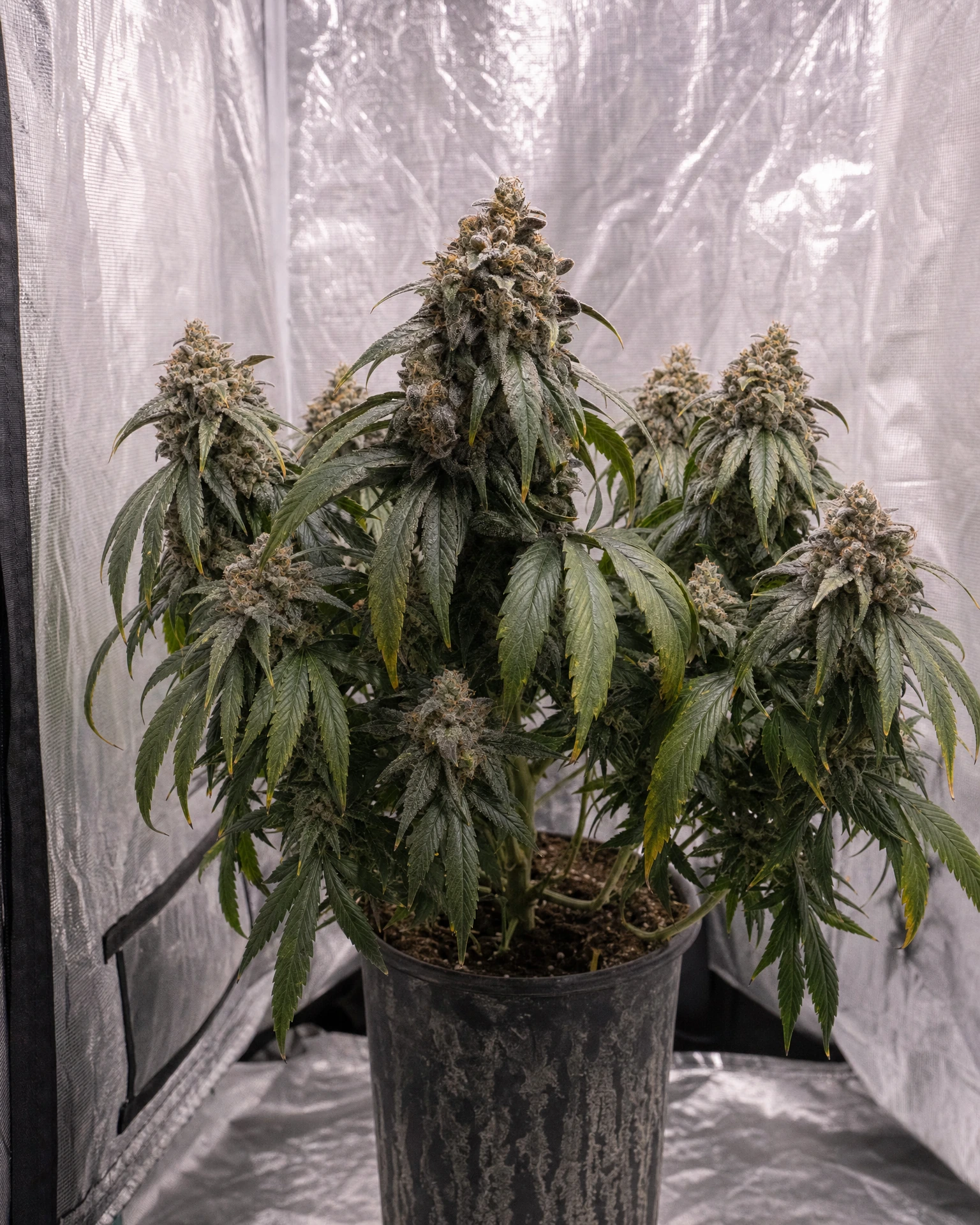 Ausgewachsene Cannabispflanze der Sorte Permanent Marker Triploid