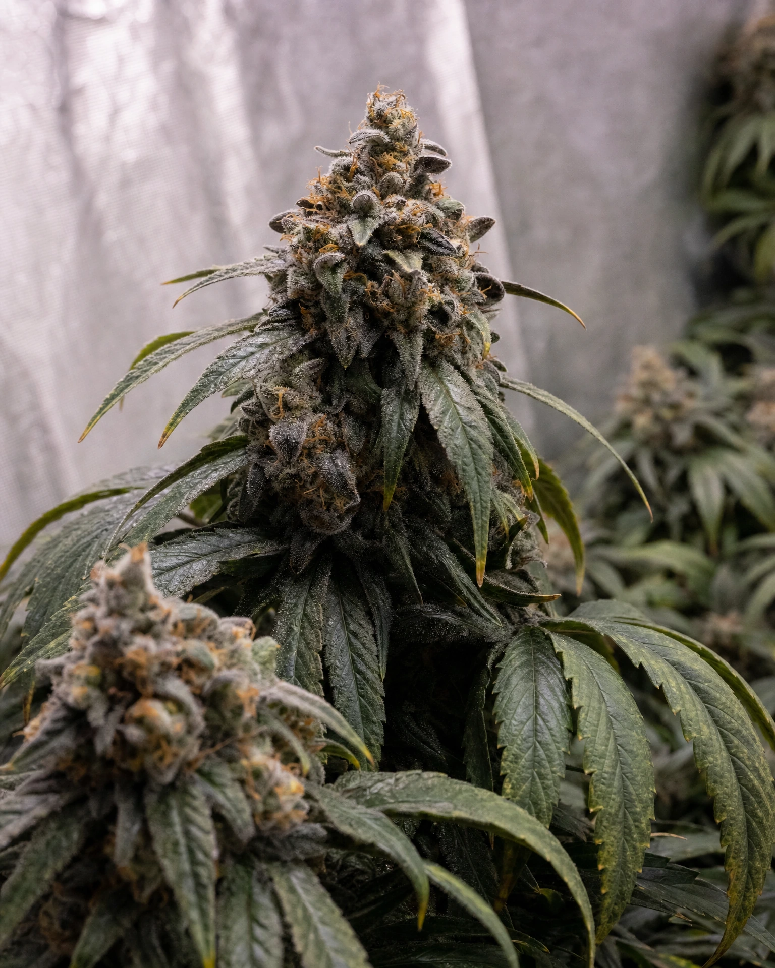 Ausgereifte Cannabispflanze der Sorte Permanent Marker Triploid aus einem zweiten Blickwinkel