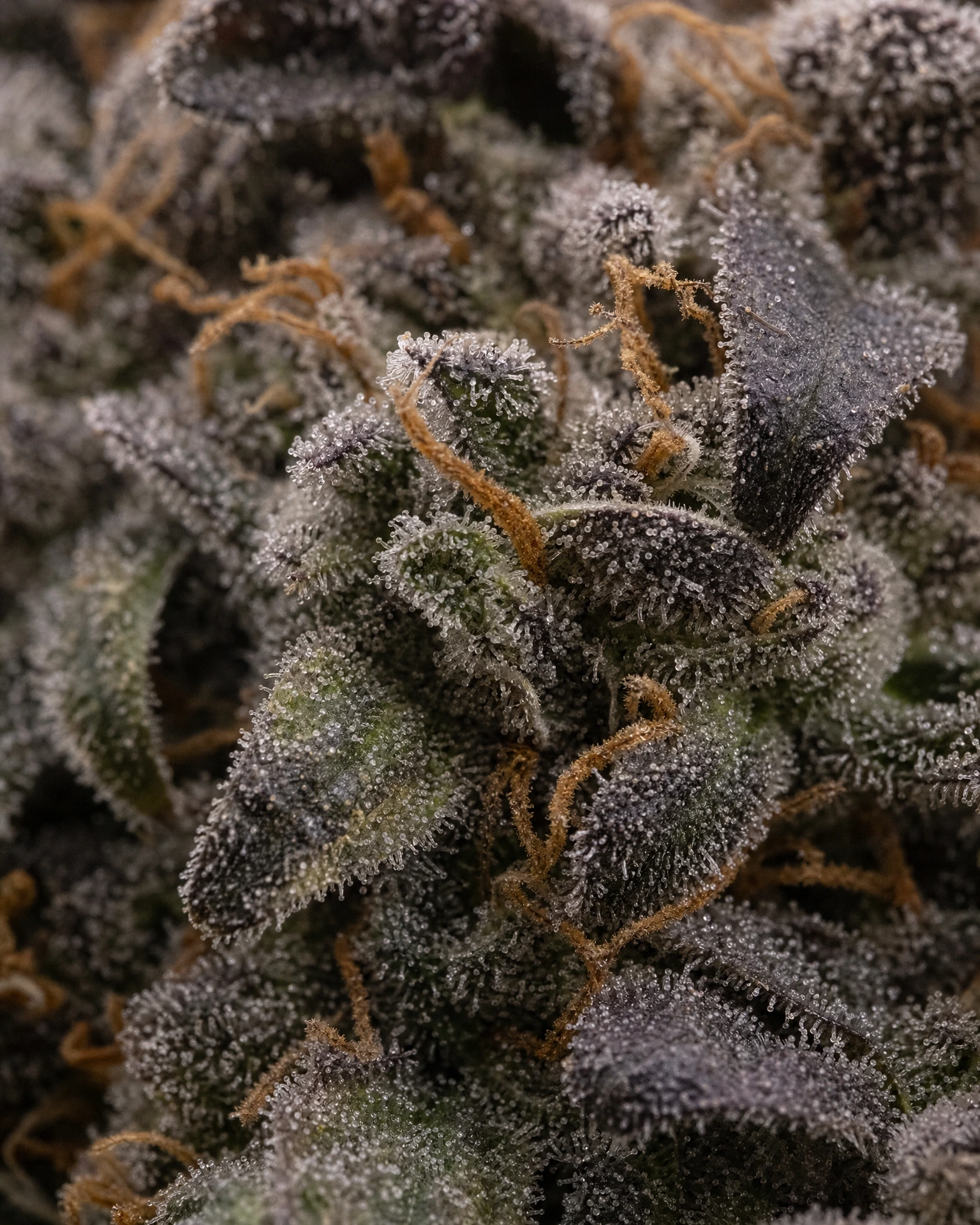 Trichome der Cannabissorte Permanent Marker Triploid in Nahaufnahme