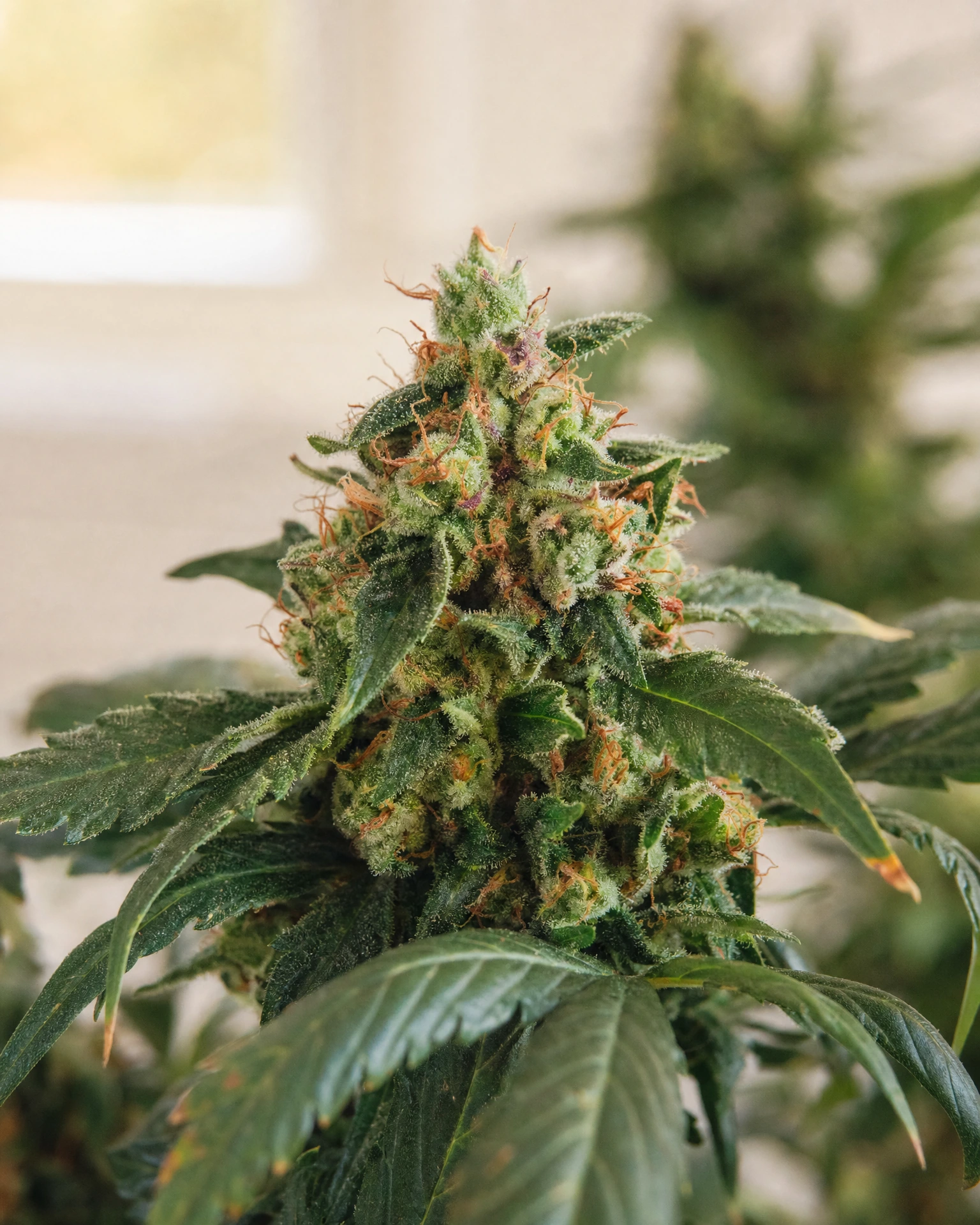 Blühende Cannabispflanze der Sorte Cherry Lime Triploid