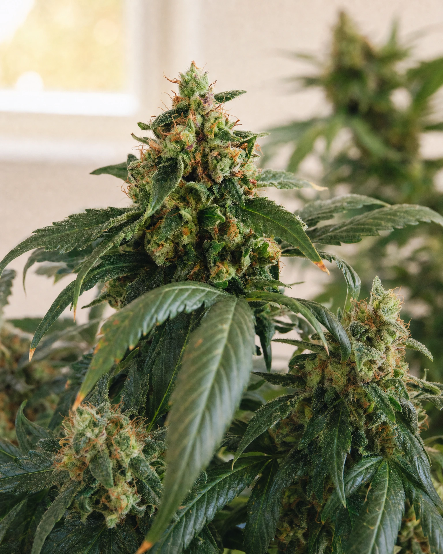 Ausgereifte Cannabispflanze der Sorte Cherry Lime Triploid aus einem zweiten Blickwinkel