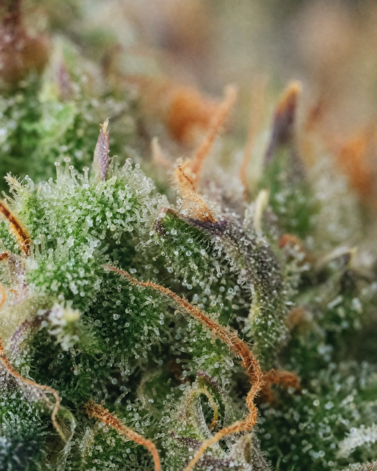 Trichome der Cannabissorte Cherry Lime Triploid in Nahaufnahme