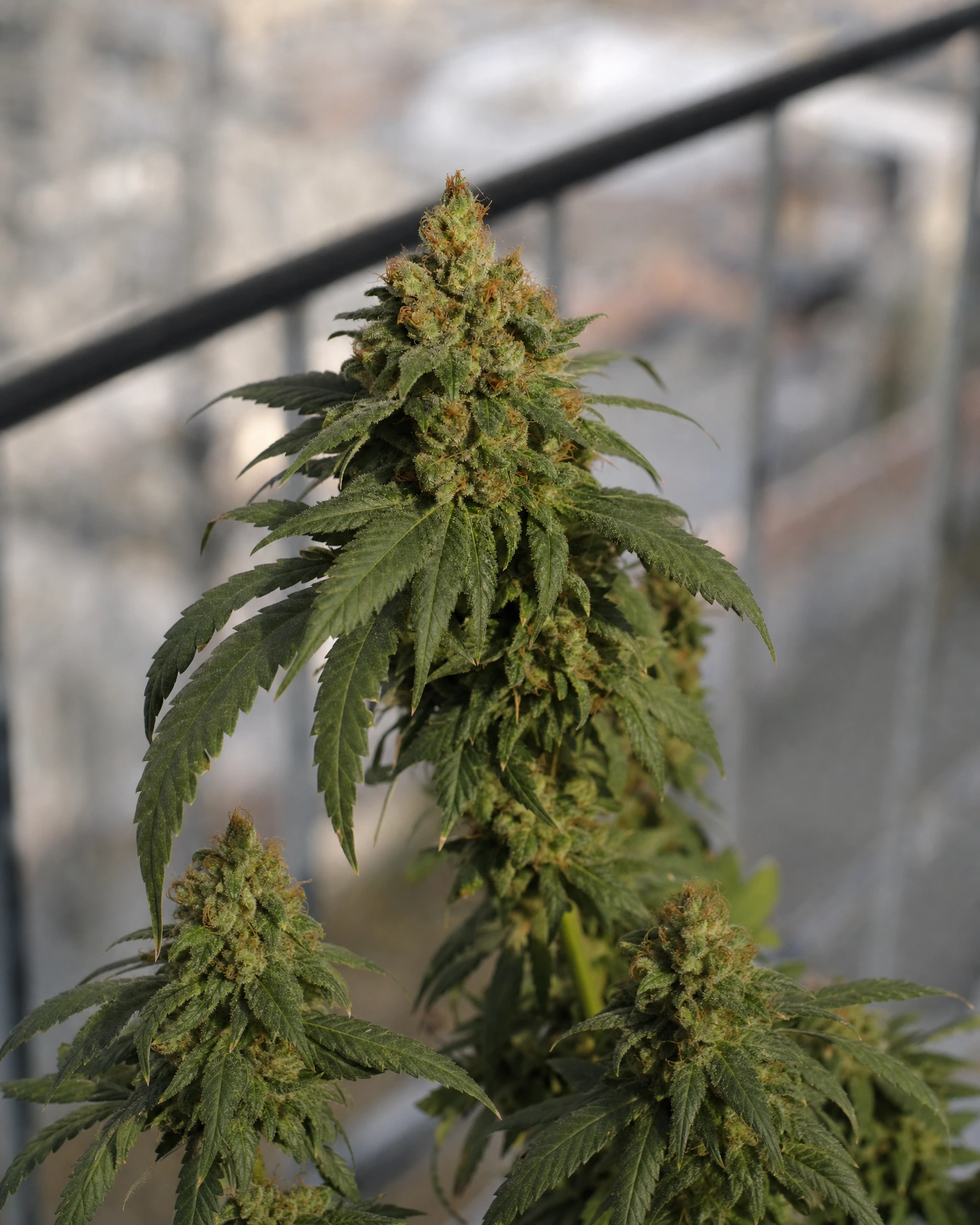 Ausgereifte Cannabispflanze der Sorte Green Poison Triploid aus einem zweiten Blickwinkel