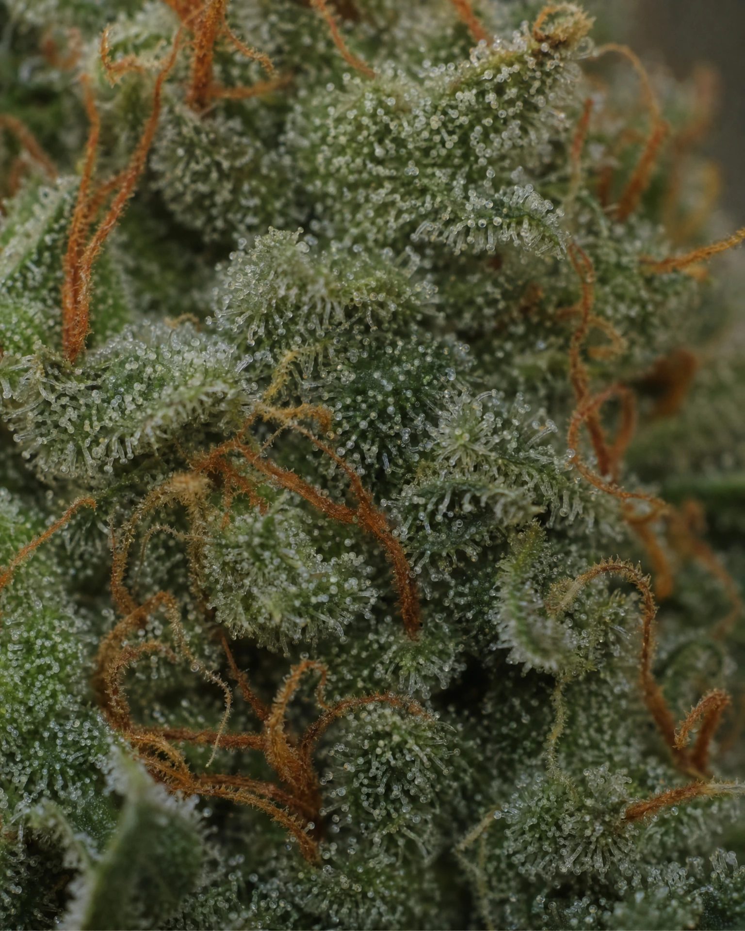 Trichome der Cannabissorte Green Poison Triploid in Nahaufnahme