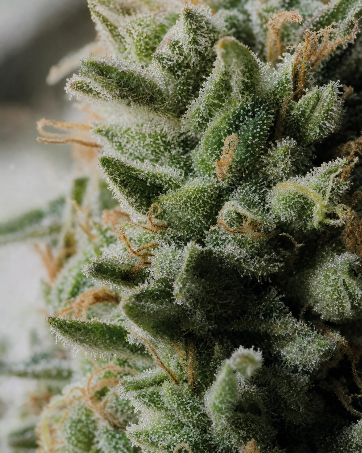 Trichome der Cannabissorte Gorilla Candy Triploid in Nahaufnahme