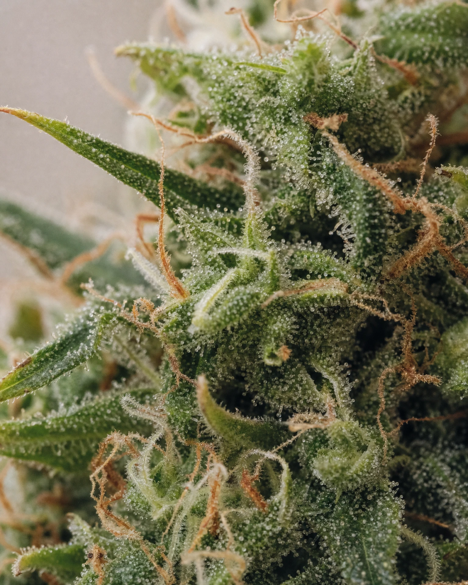Trichome der Cannabissorte Amnesia Fast Version in Nahaufnahme