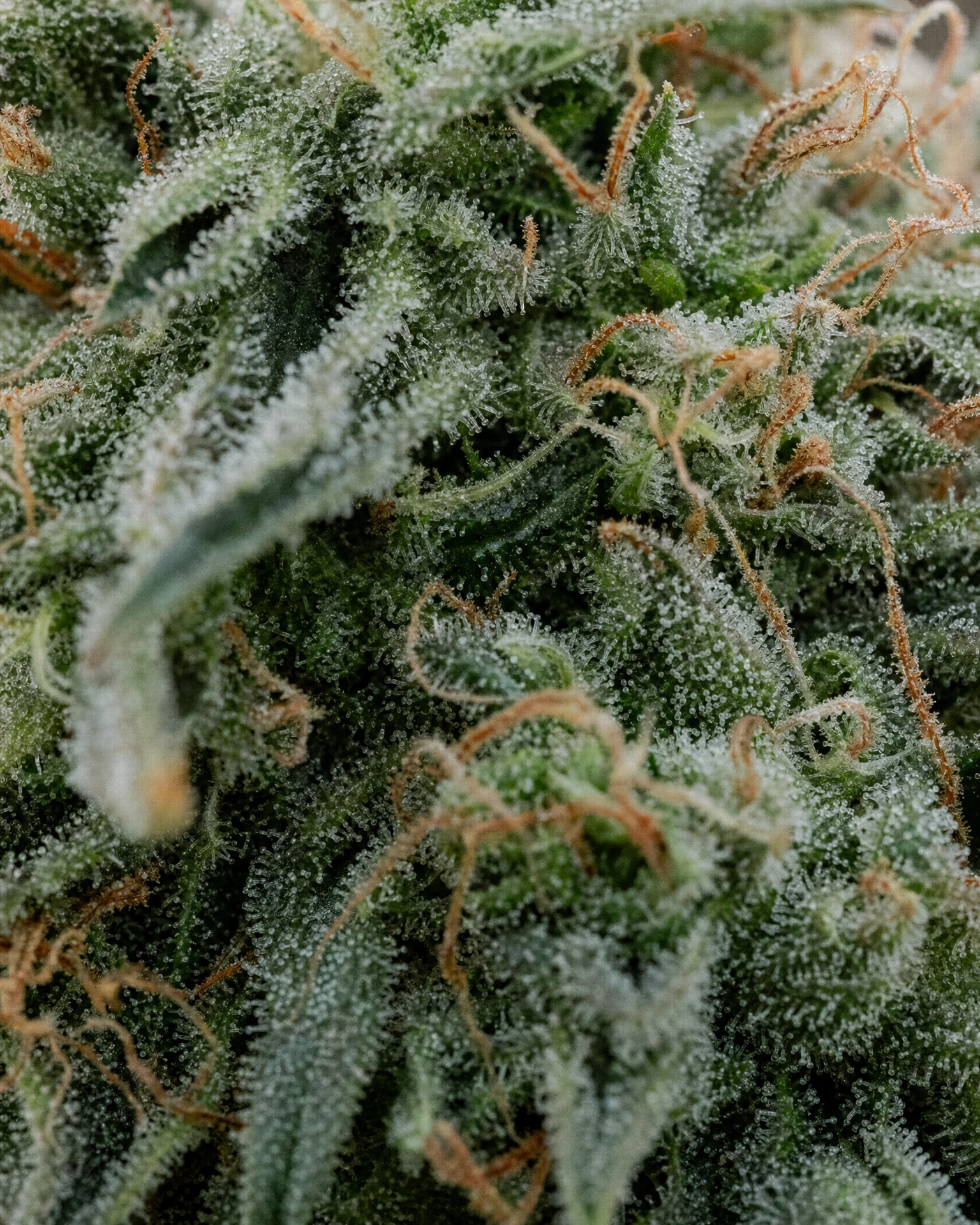 Trichome der Cannabissorte Green Poison Fast Version in Nahaufnahme