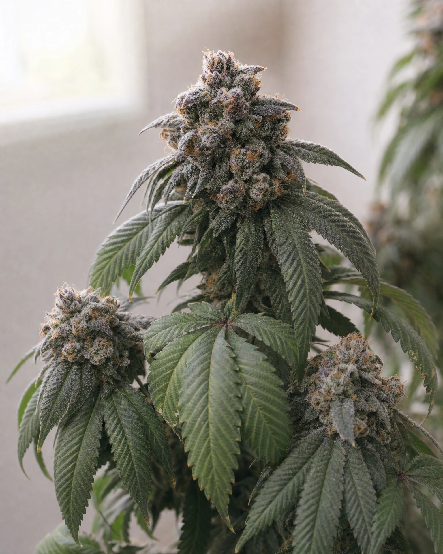 Ausgereifte Cannabispflanze der Sorte Lemon Cherry Gelato Fast Version aus einem zweiten Blickwinkel