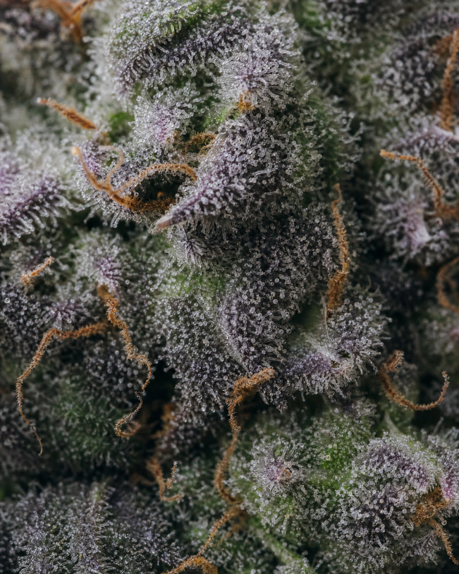 Trichome der Cannabissorte Lemon Cherry Gelato Fast Version in Nahaufnahme