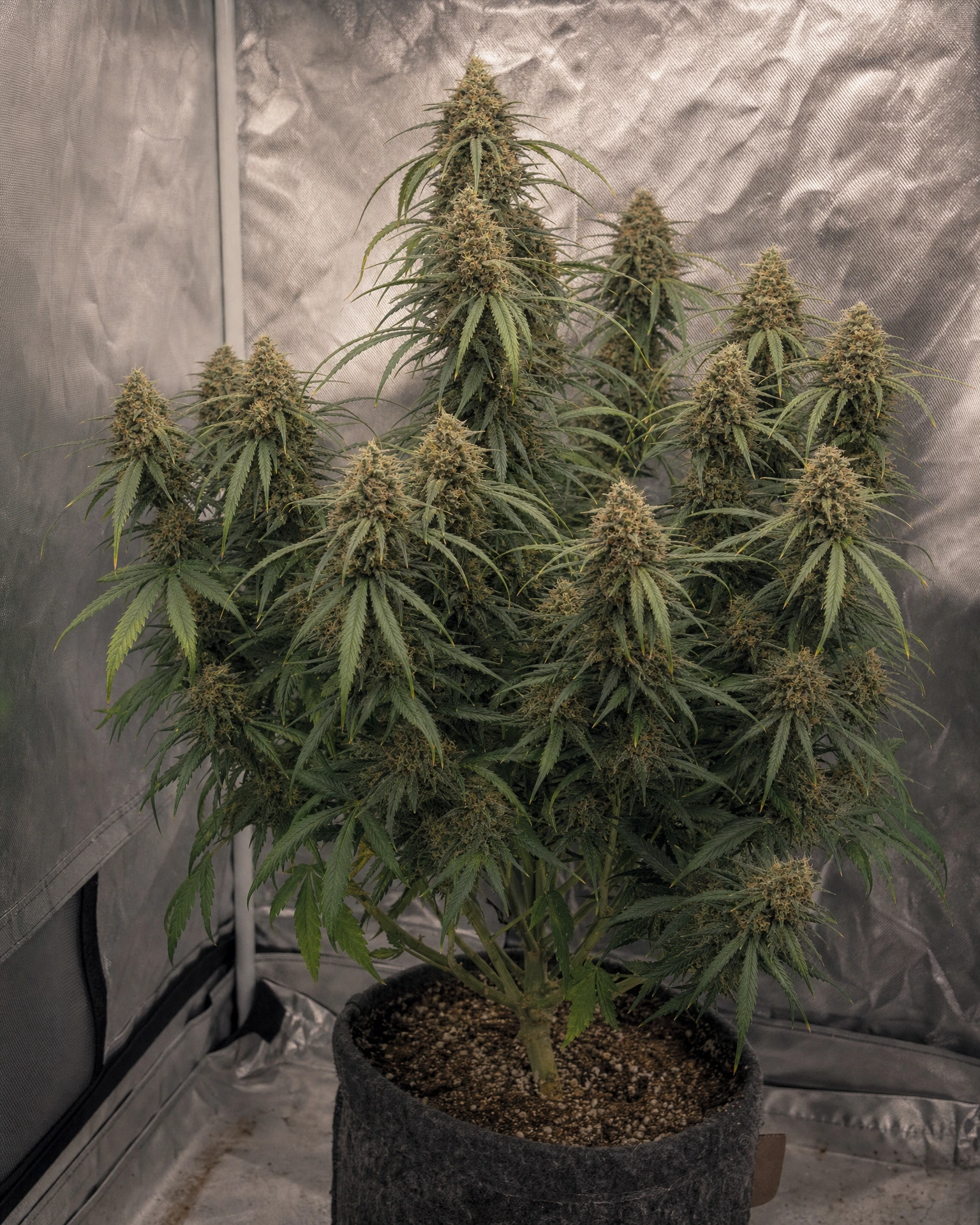 Ausgewachsene Cannabispflanze der Sorte AK-47 Fast Version