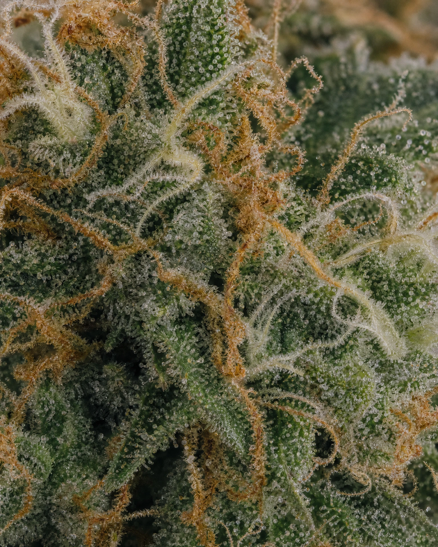 Trichome der Cannabissorte AK-47 Fast Version in Nahaufnahme