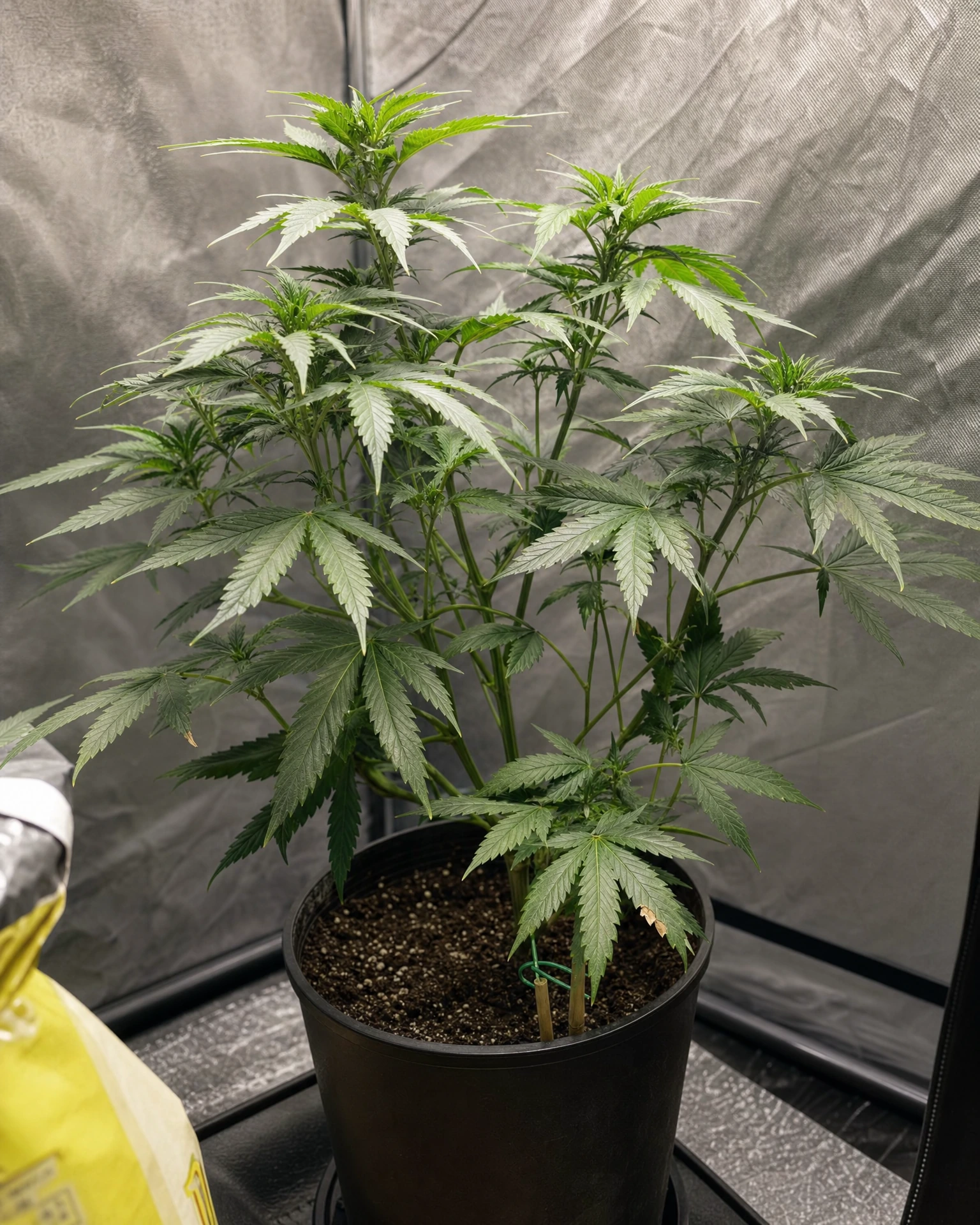 Big Bud in der vegetativen Wachstumsphase