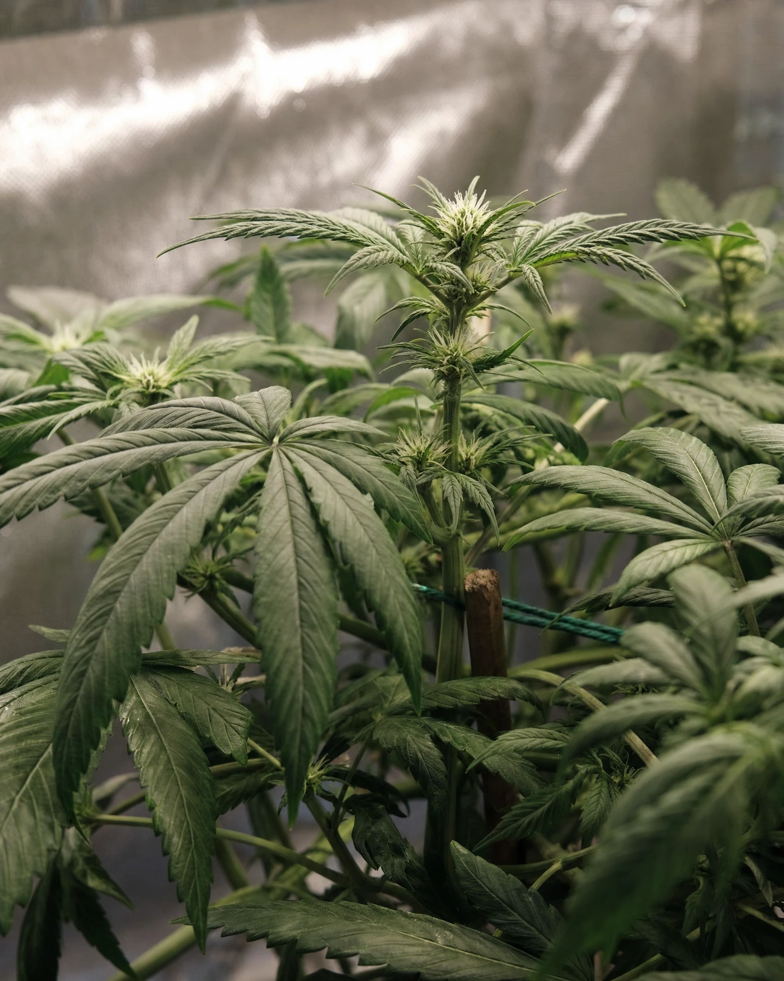 Big Bud in der frühen Blütephase