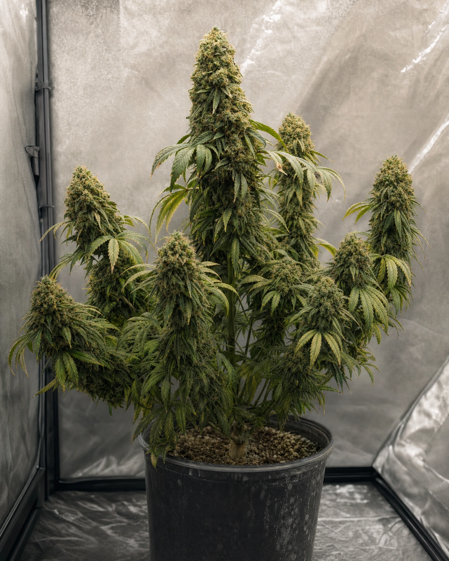 Ausgewachsene Cannabispflanze der Sorte Big Bud