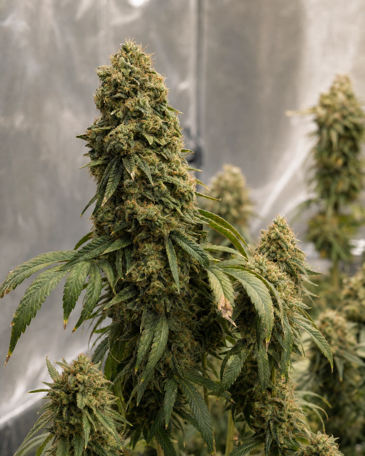 Ausgereifte Cannabispflanze der Sorte Big Bud aus einem zweiten Blickwinkel