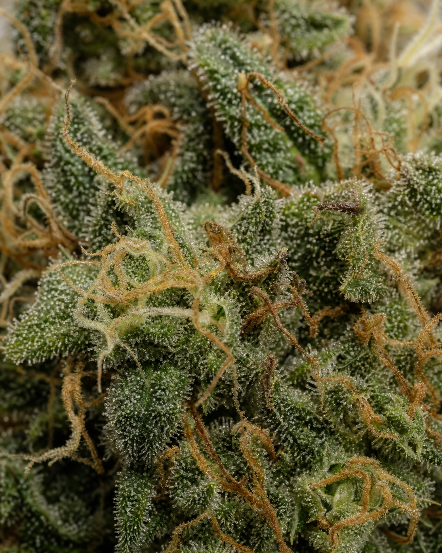 Trichome der Cannabissorte Big Bud in Nahaufnahme