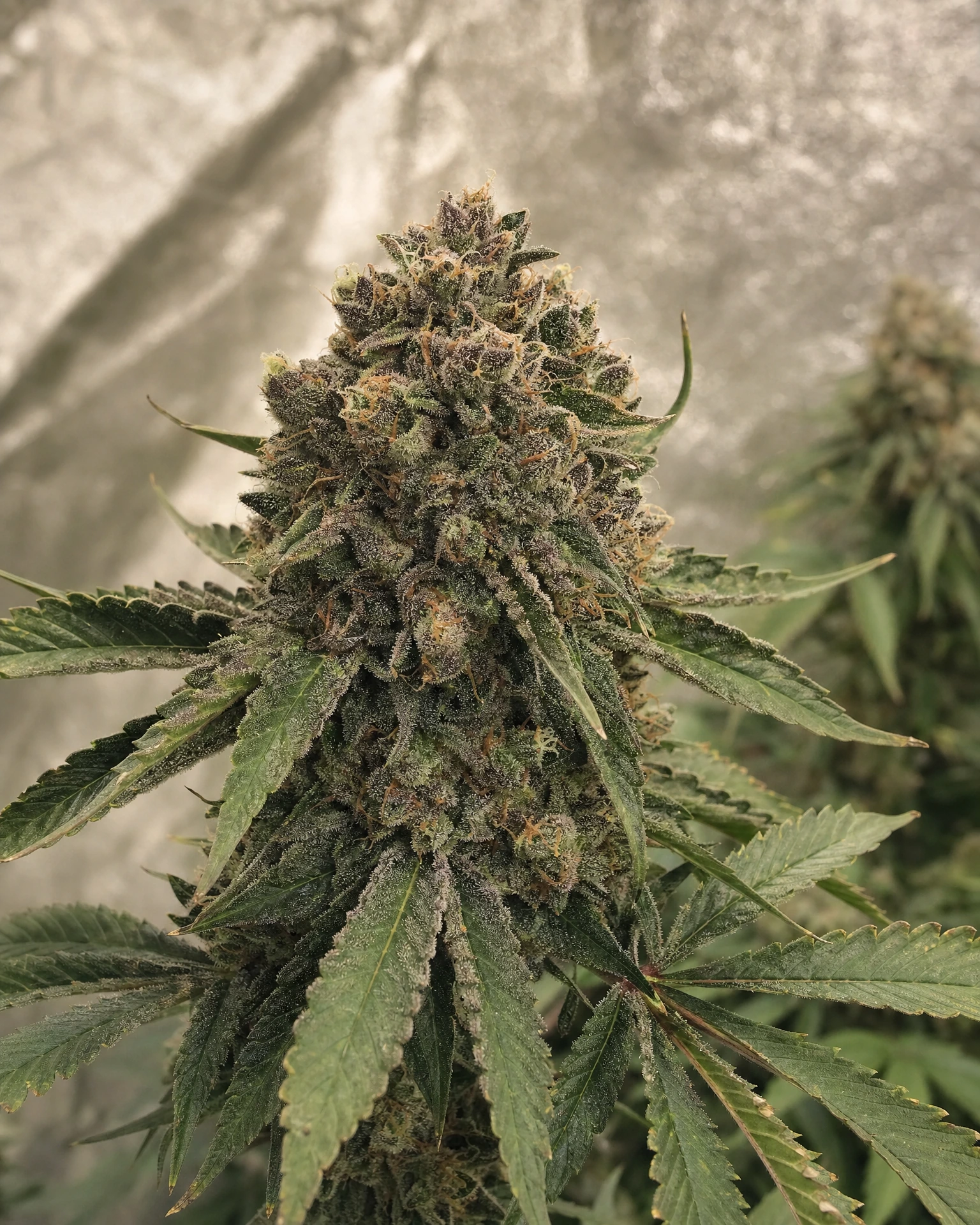 Blühende Cannabispflanze der Sorte Apple Fritter Fast Version