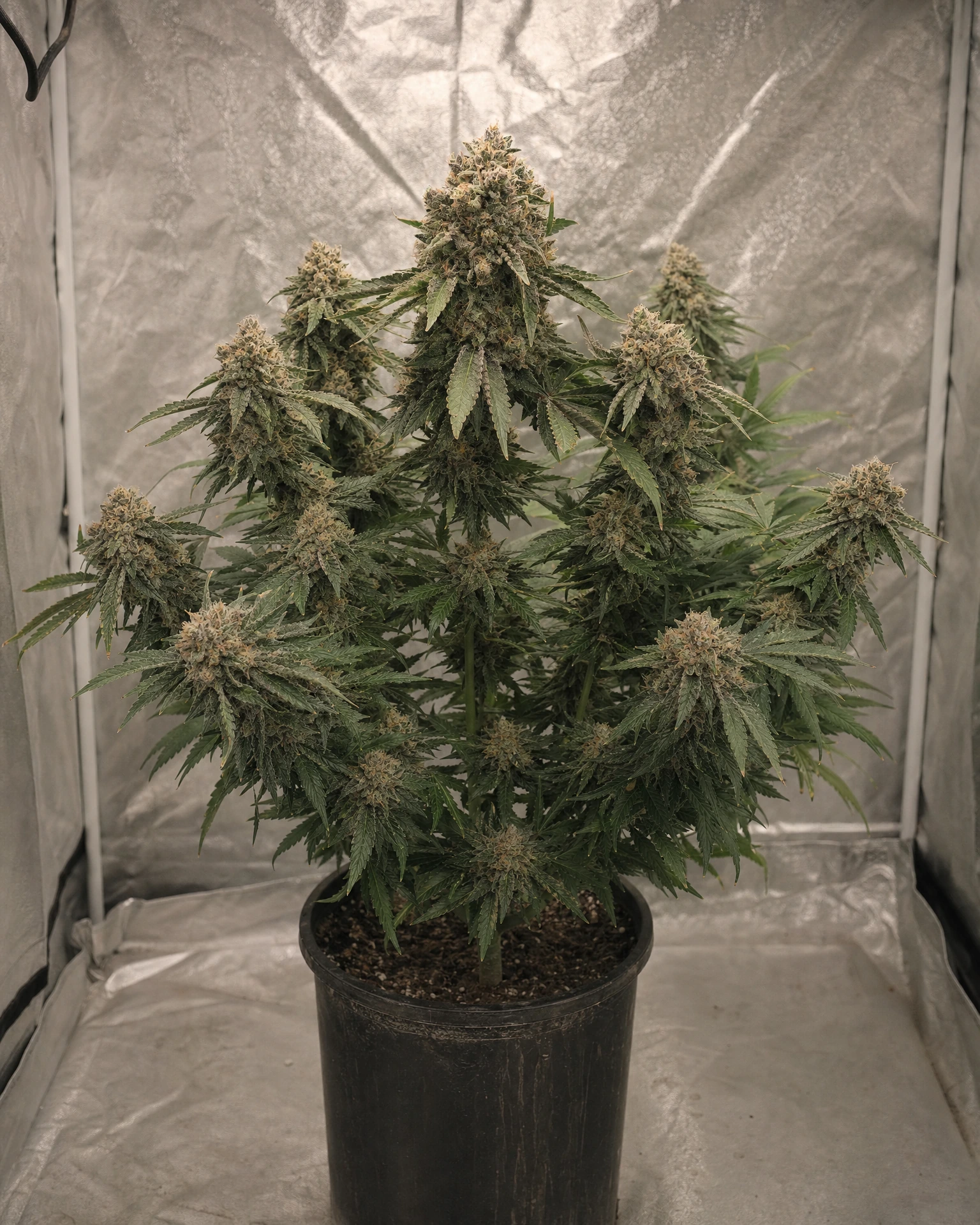 Ausgewachsene Cannabispflanze der Sorte Apple Fritter Fast Version