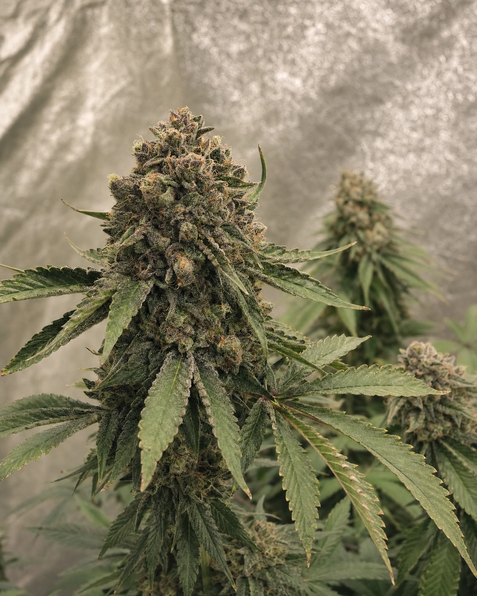 Ausgereifte Cannabispflanze der Sorte Apple Fritter Fast Version aus einem zweiten Blickwinkel