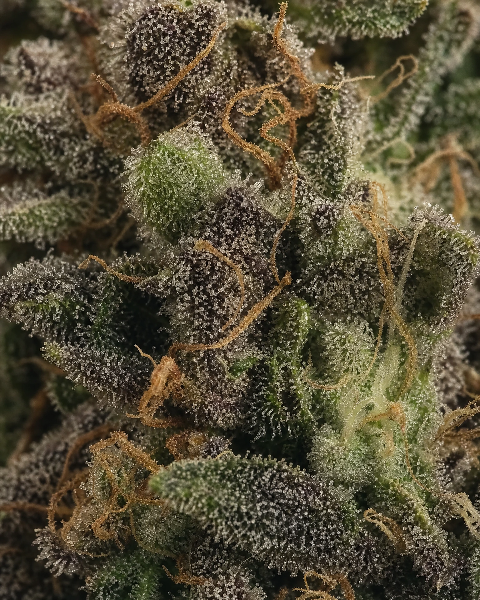 Trichome der Cannabissorte Apple Fritter Fast Version in Nahaufnahme