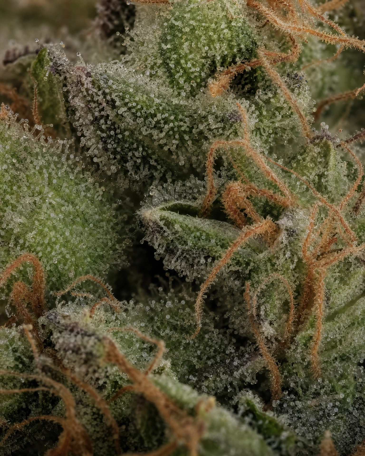Trichome der Cannabissorte Bruce Banner Fast Version in Nahaufnahme